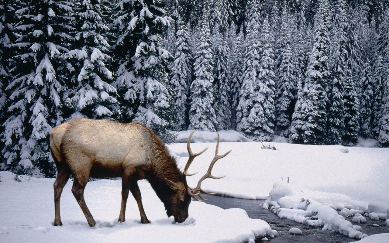 1280x800 Winter stag desktop PC and Mac wallpaper
