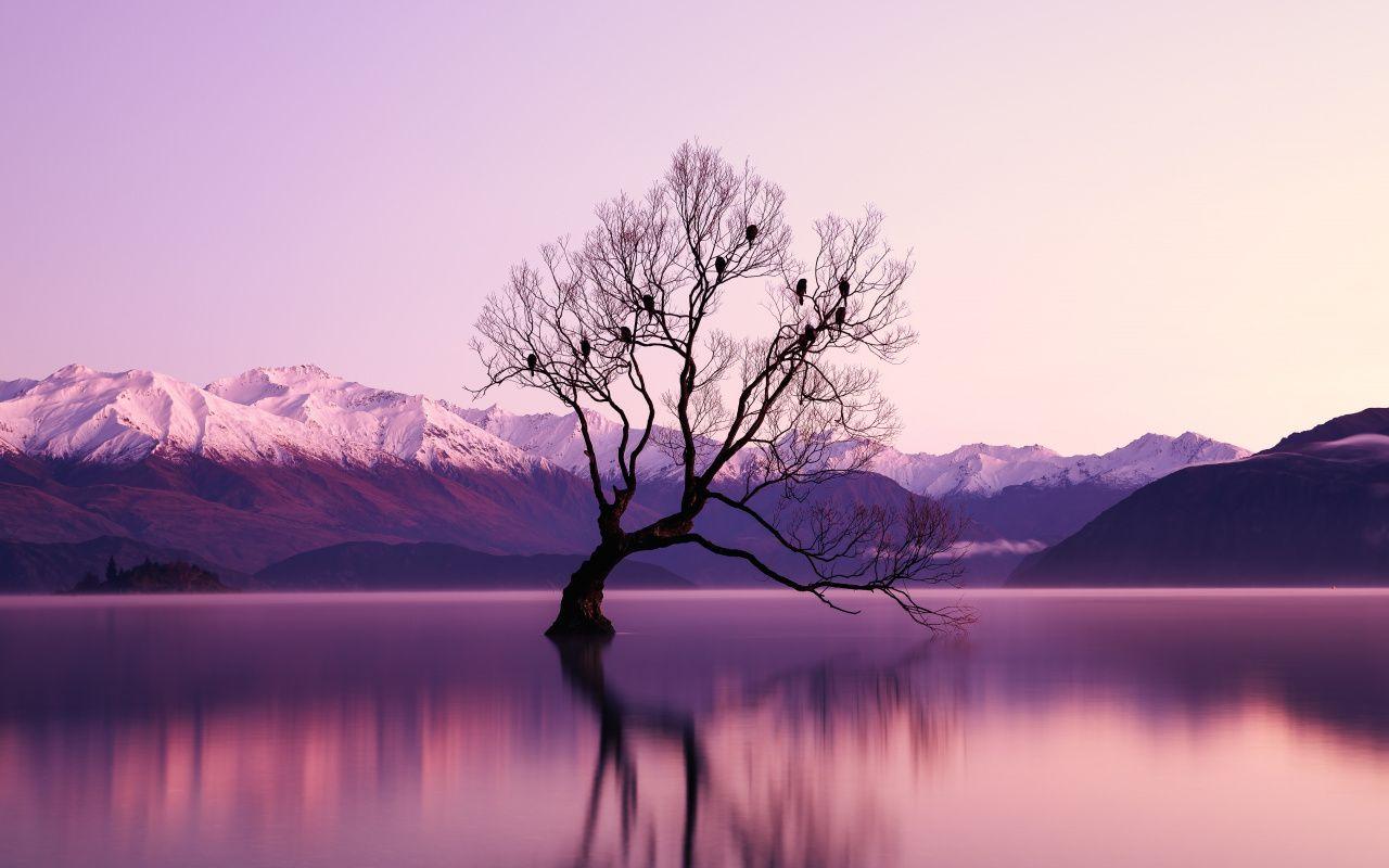 1280x800 Download Tree, lake, reflections, nature, violet sunset wallpaper