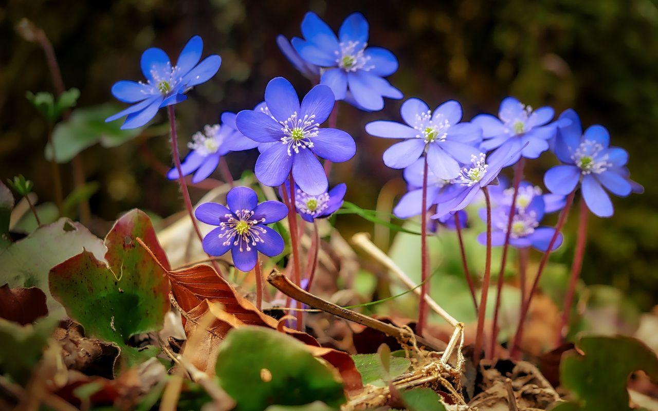 1280x800 Download 1280x800 wallpaper spring, blue, wild flowers, leaves