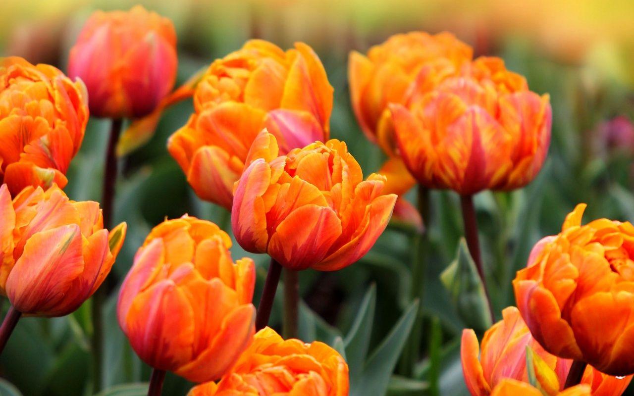 1280x800 Orange Tulips Flowers Spring Wallpaper