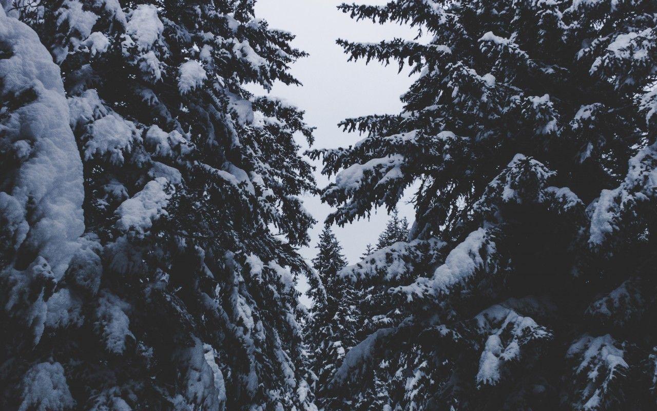 1280x800 Download 1280x800 Snow, Winter, Trees, Spruce, Sky, Branches