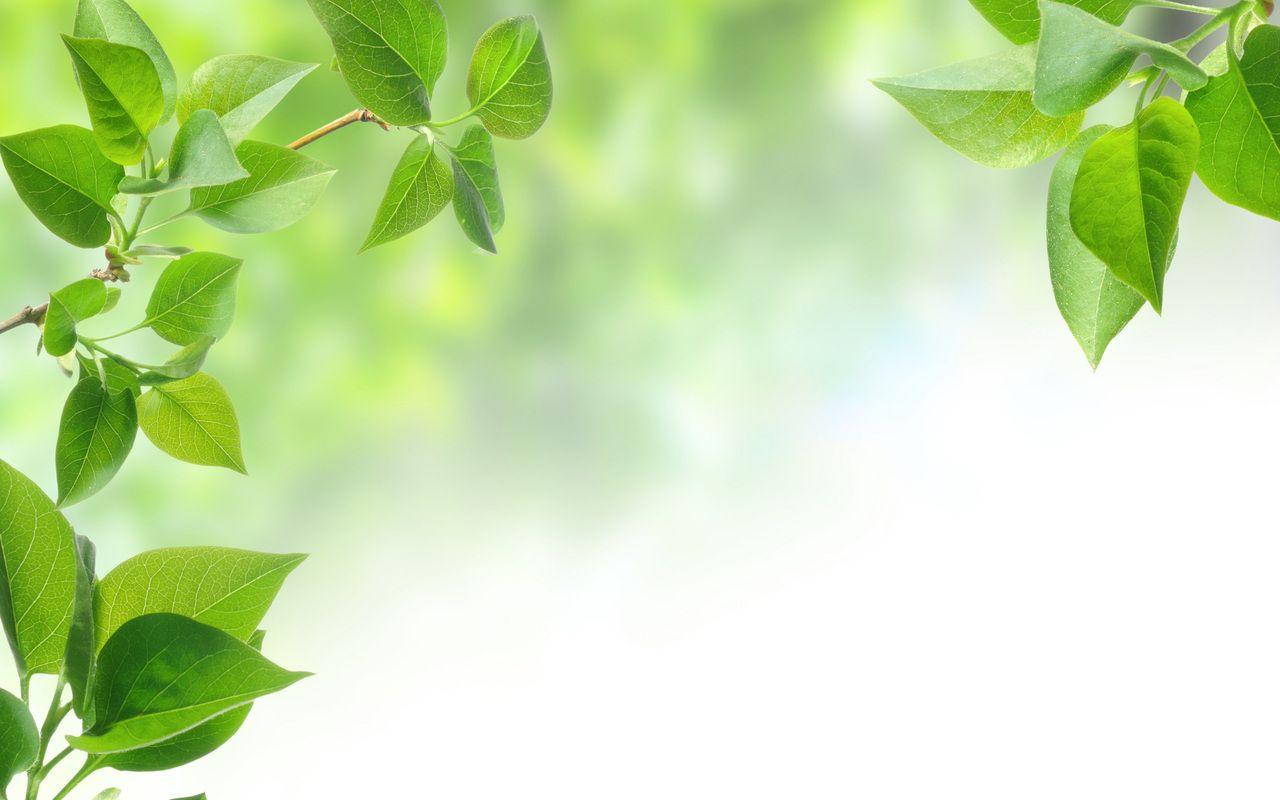 1280x800 spring, branches, greens, leaves desktop wallpaper 9157