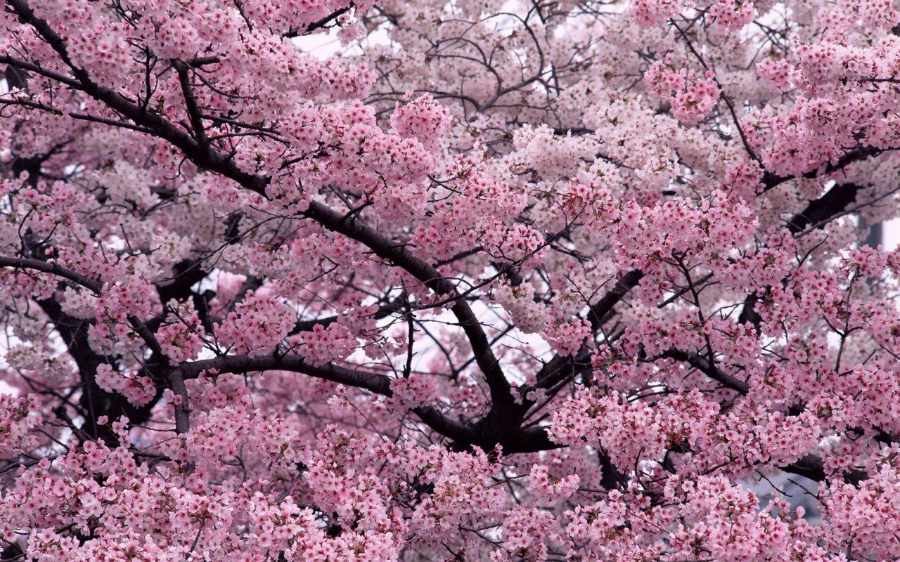 1280x800 Nature wallpaper 1280x800 desktop background