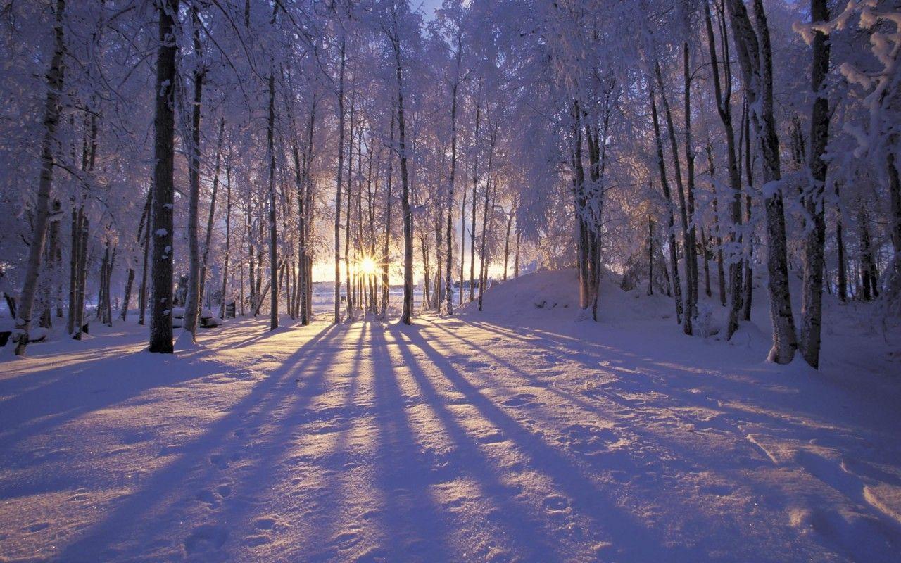 1280x800 Free Winter, Beautiful Wallpaper Resolution Snow Forest