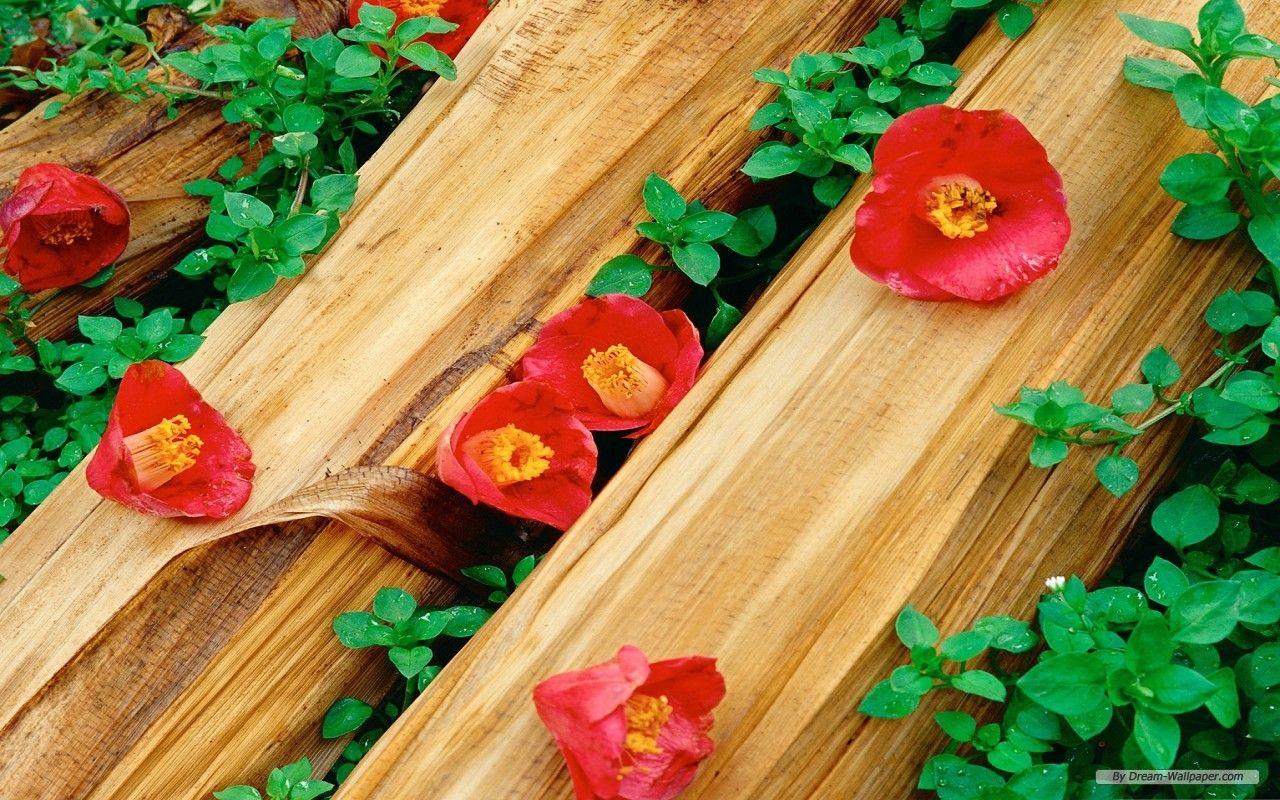 1280x800 Free Wallpaper Flower wallpaper Flower wallpaper
