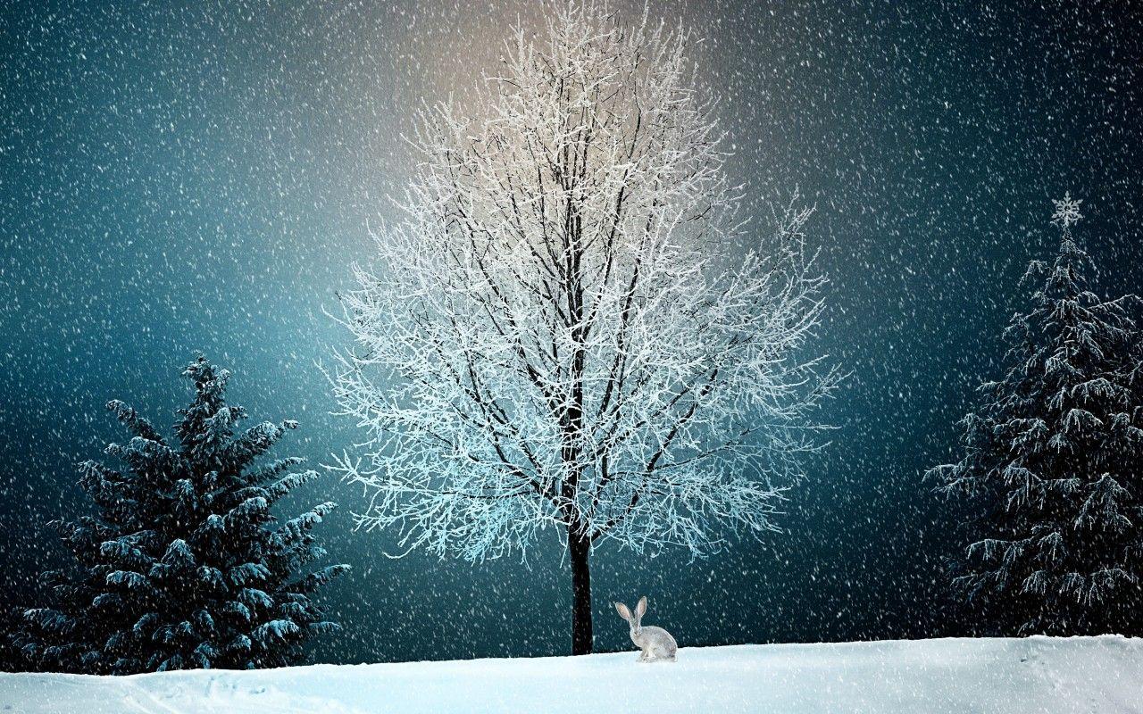 1280x800 Winter Snow Tree 5k 720P HD 4k Wallpaper, Image