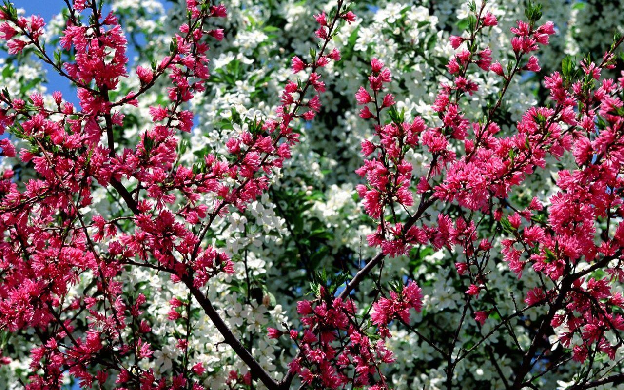 1280x800 Free download 1280x800 Spring in Flower desktop PC and Mac