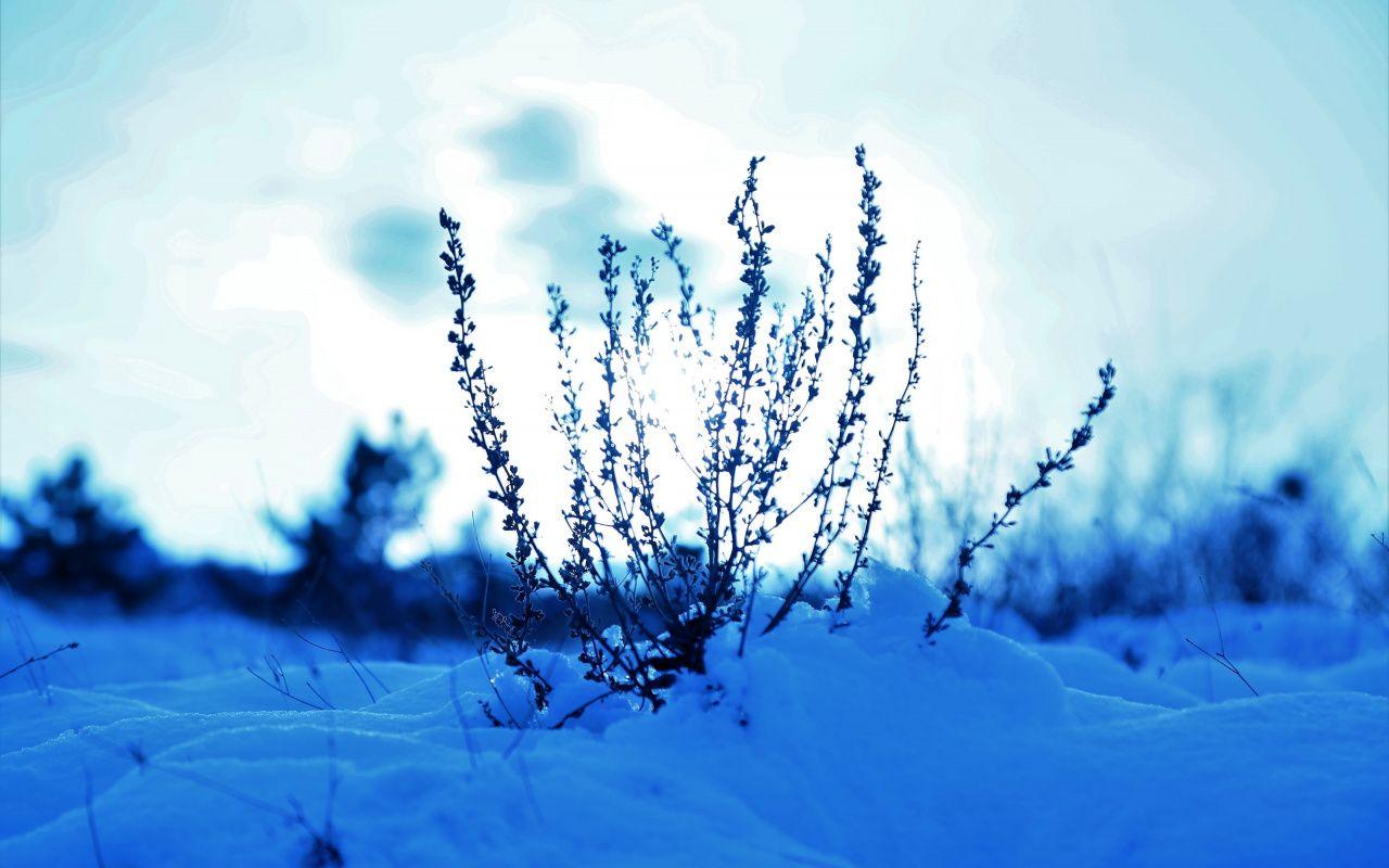 1280x800 Download 1280x800 wallpaper snow cover, plants, winter, landscape