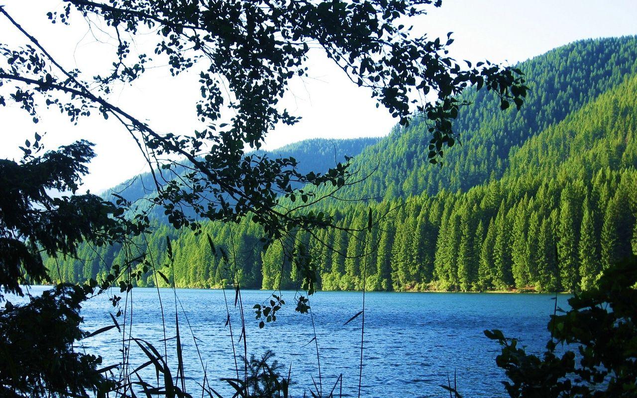 1280x800 Download wallpaper 1280x800 lake, forest, mountain, branch