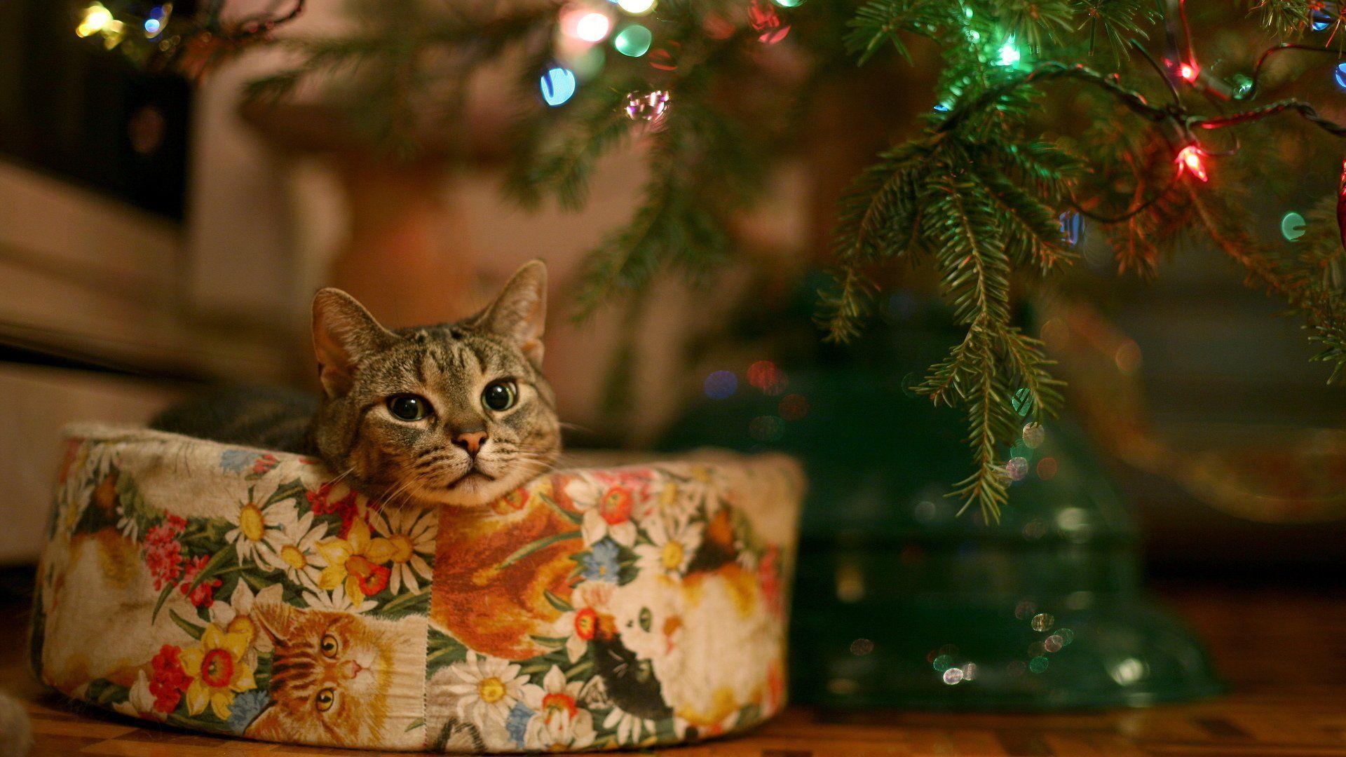 1920x1080 Cozy Christmas Cat HD Wallpaper