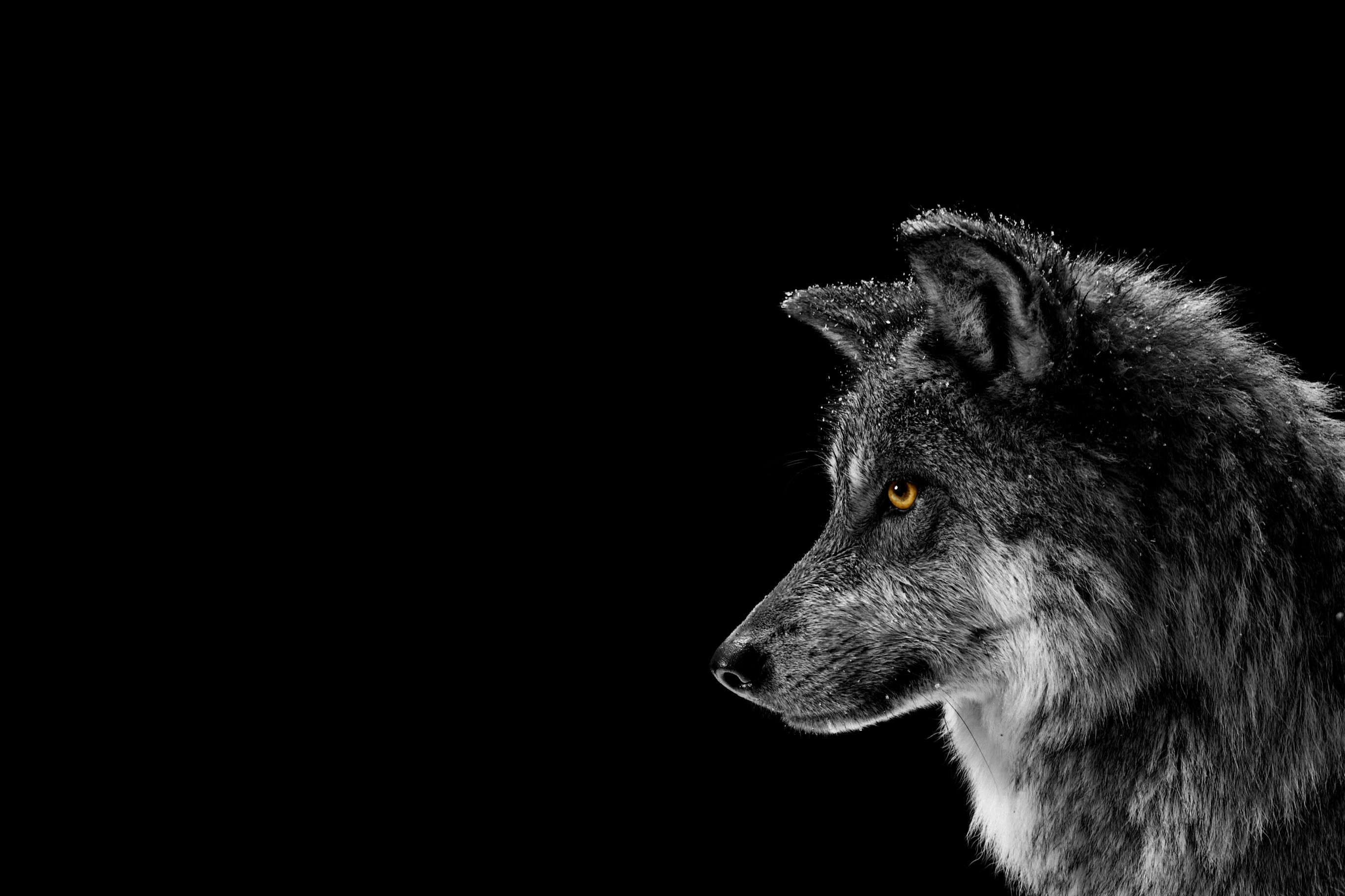 2736x1824 Wallpaper inspired by the ones you see in marketing materials for the Surface line of products (2736x1824). Wallpaper, Lion sculpture, R wallpaper