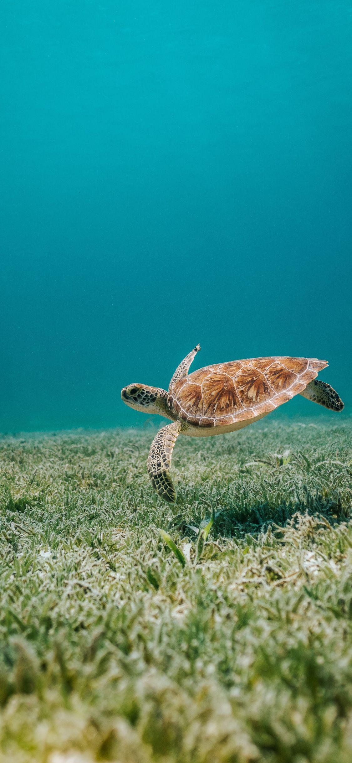 1125x2436 Download 1125x2436 wallpaper sealife, turtle, reptile, iphone x