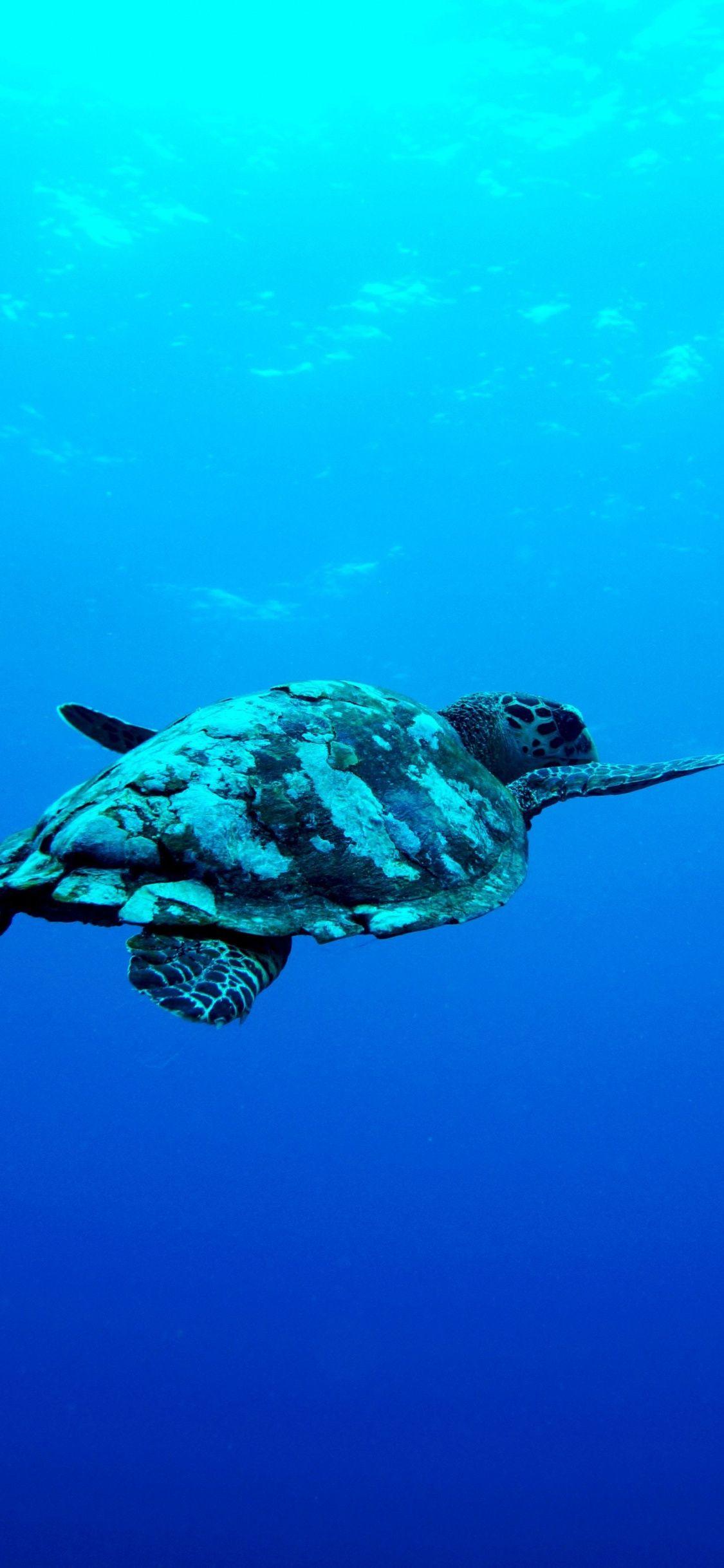 6x4ft Vinyl Dark Green Turtle Background Cute Turtle Doing Exercise Background Features Pet Photography Interior Decoration LY229 for Party Decoration Birthday YouTube Videos School Photoshoot Photo B