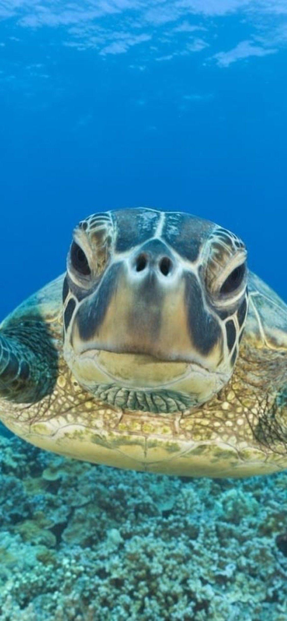 1125x2436 Turtle iPhone XS, iPhone iPhone X HD 4k Wallpaper