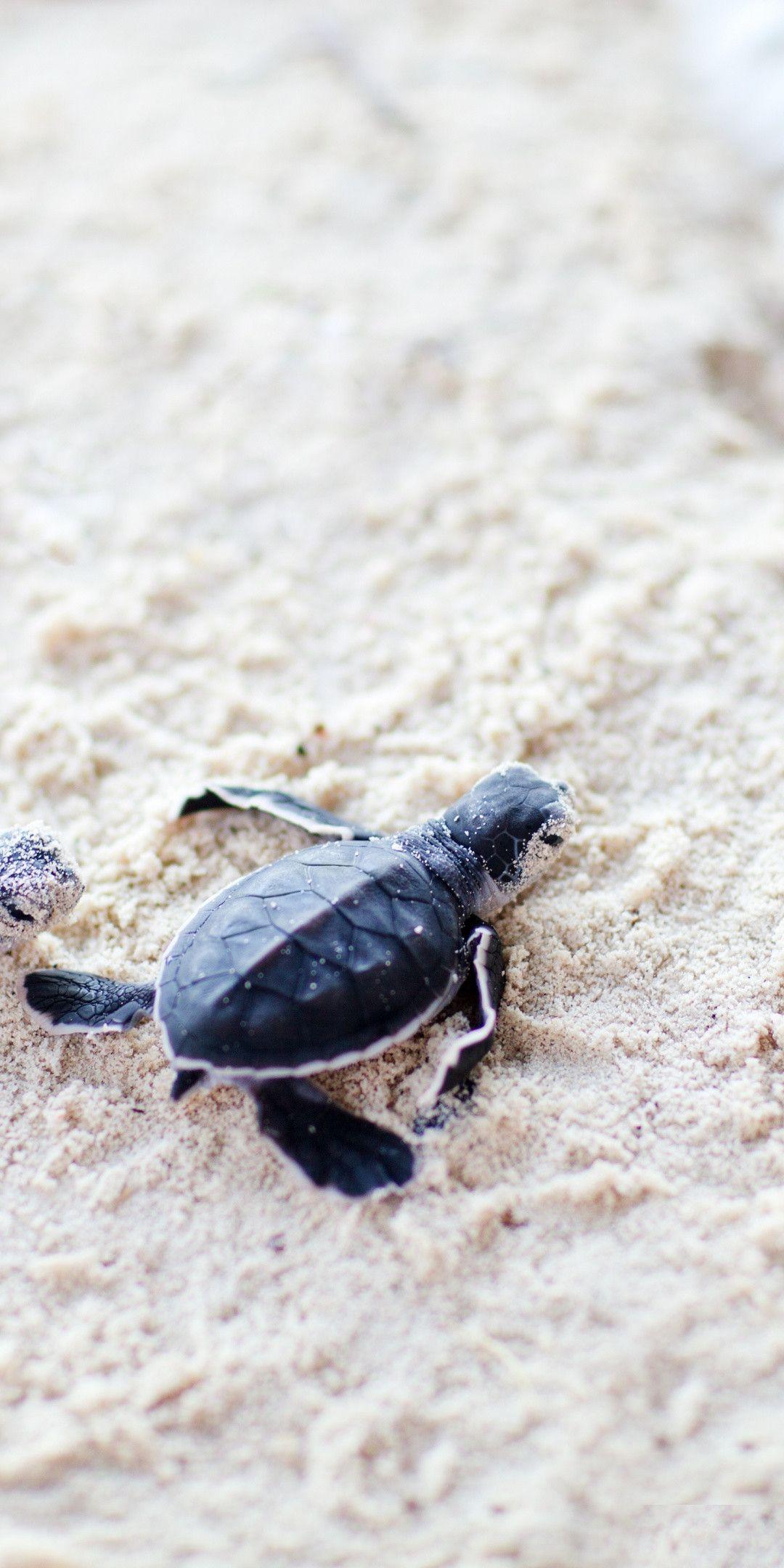 1080x2160 Cute Turtle Wallpaper