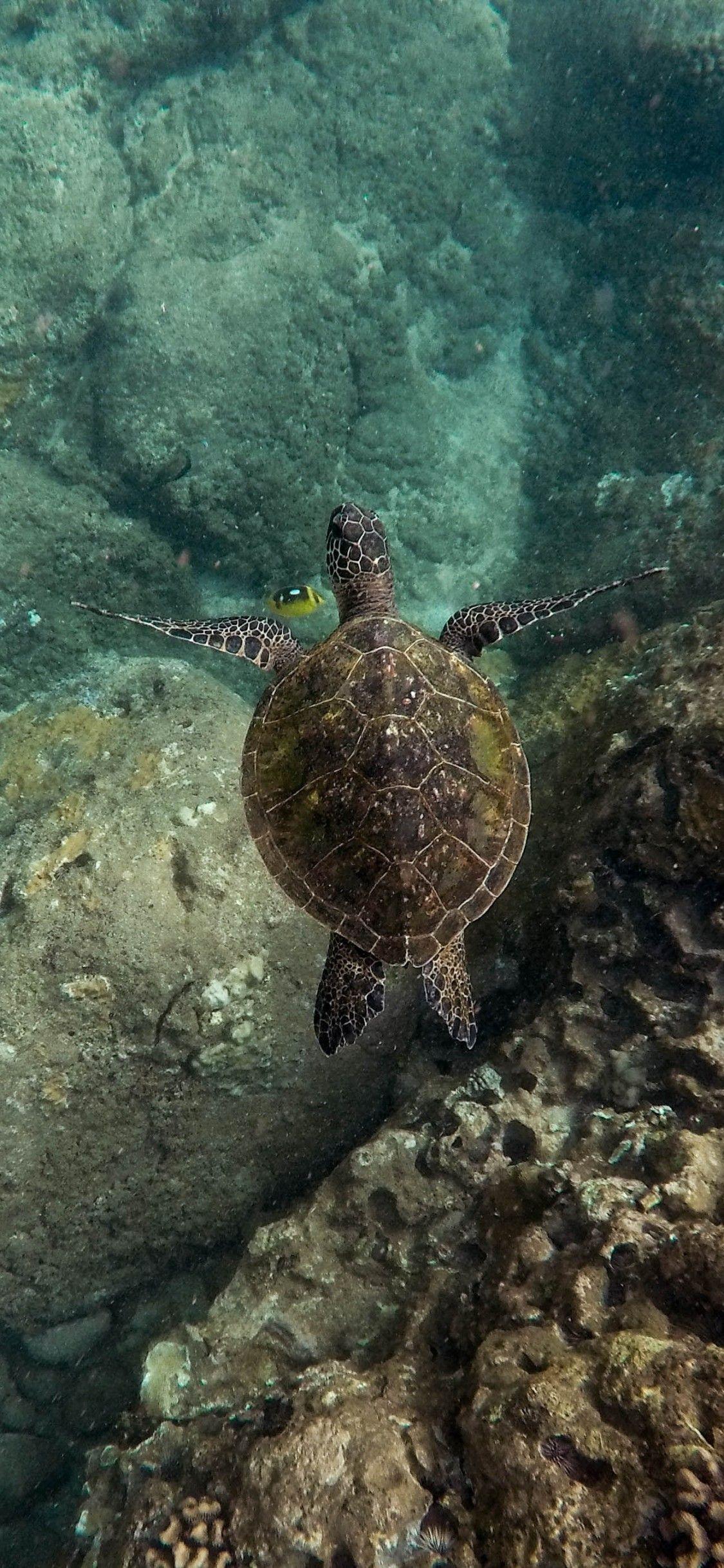 1125x2436 Download 1125x2436 Turtle, Endangered Species, Clean Water