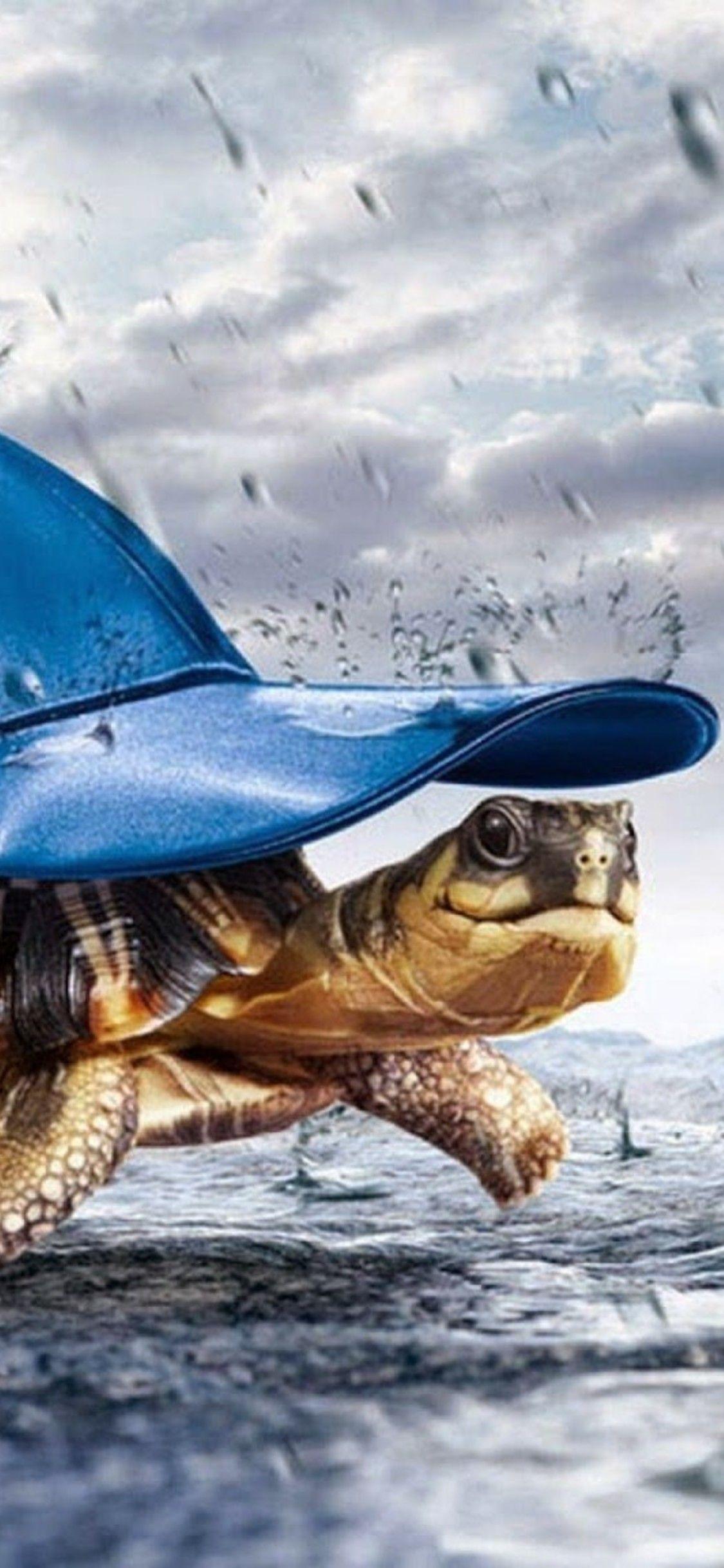 1125x2436 Turtle With Cap Raining iPhone XS, iPhone iPhone X HD
