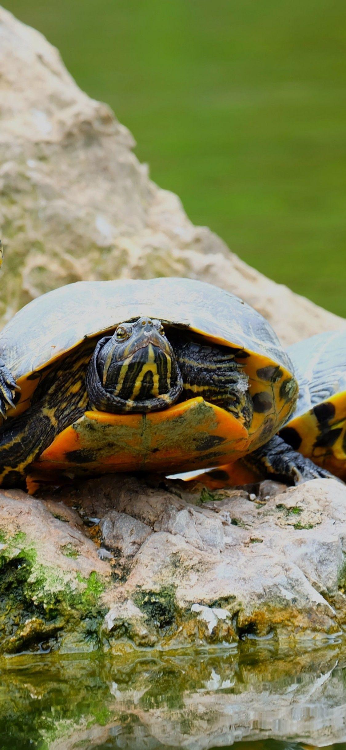1125x2436 Download 1125x2436 Turtles, Water, Moss, Stones Wallpaper