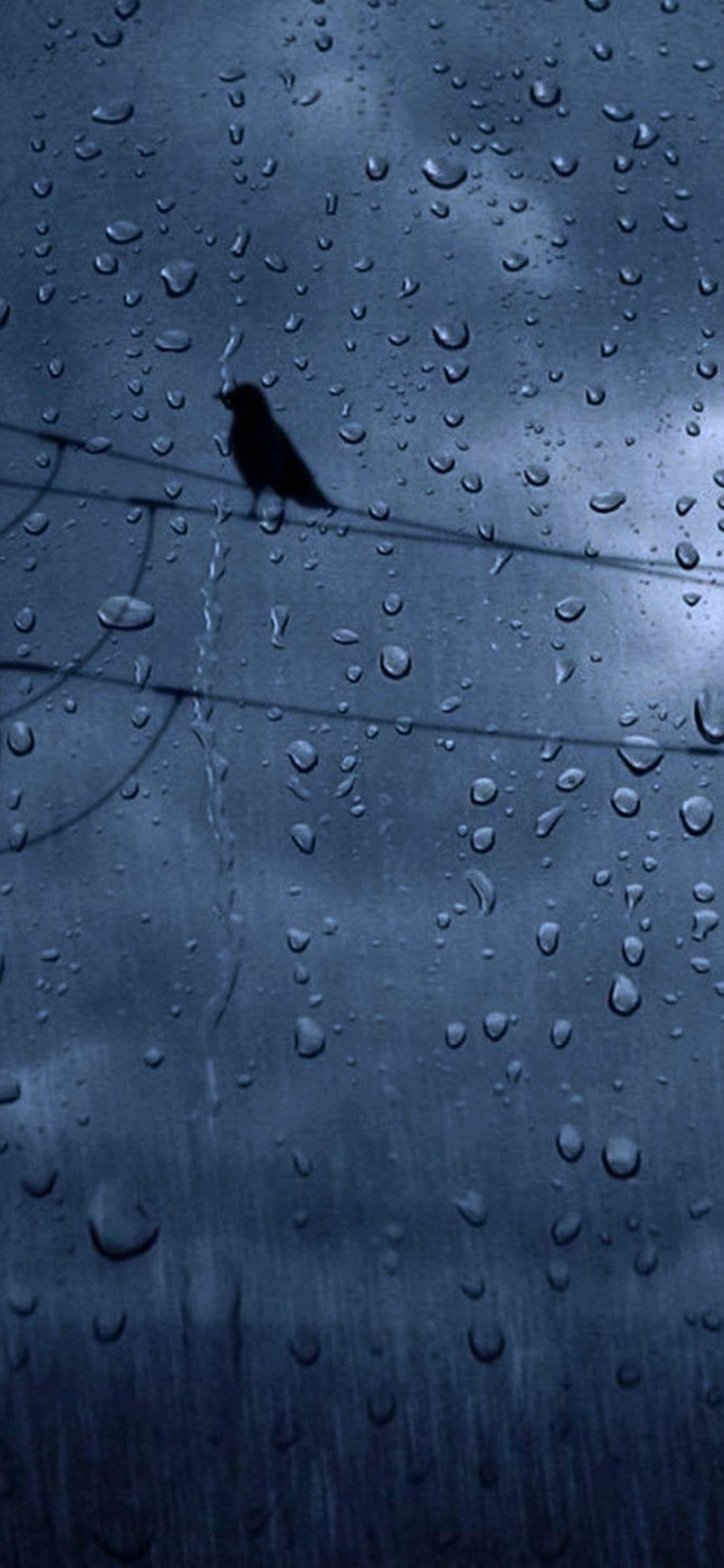 1125x2436 Download 1125x2436 Rain, Crows, Weather Wallpaper for iPhone X