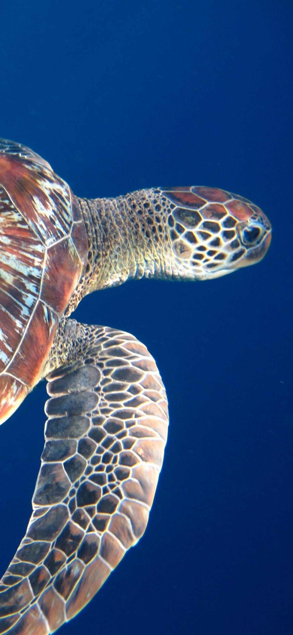 1125x2436 Wallpaper Turtle, blue background 2880x1800 HD Picture, Image