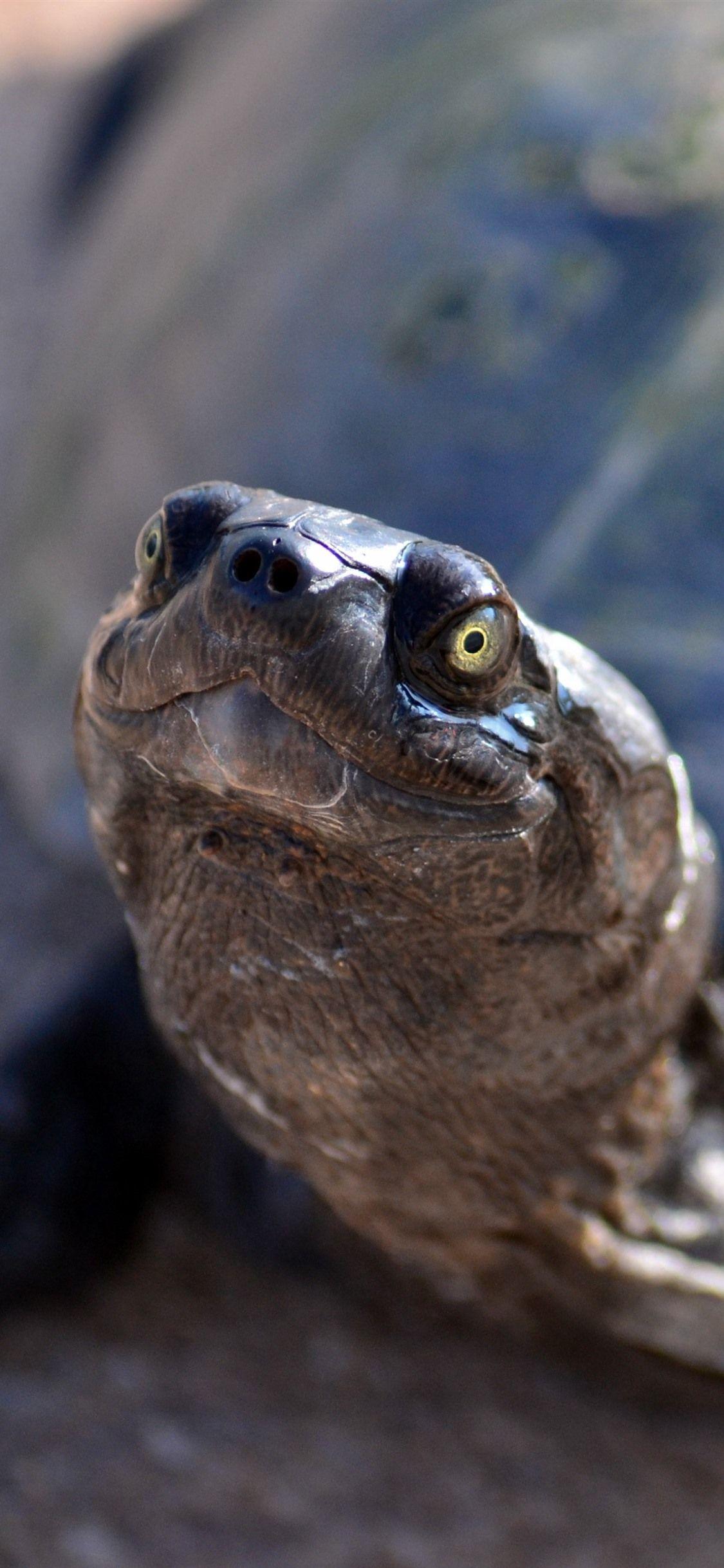 1125x2436 Tortoise, Head, Look 1242x2688 IPhone 11 Pro XS Max Wallpaper