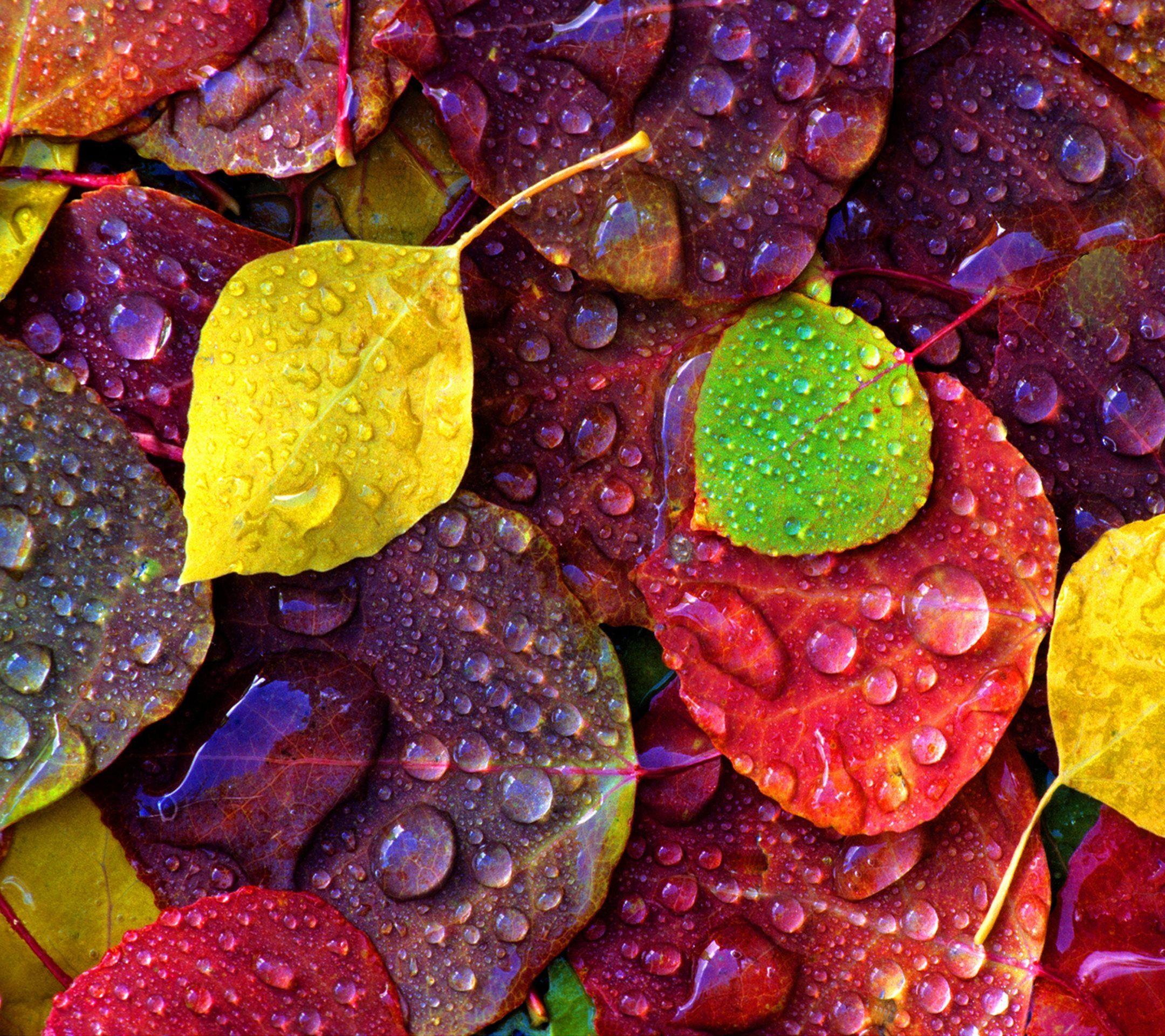2160x1920 Background HD Wallpaper