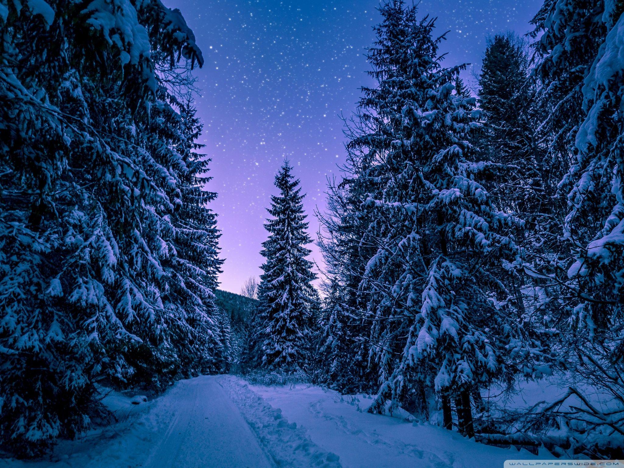 2048x1536 Fir Tree Forest, Snow, Winter, Night Ultra HD Desktop Background