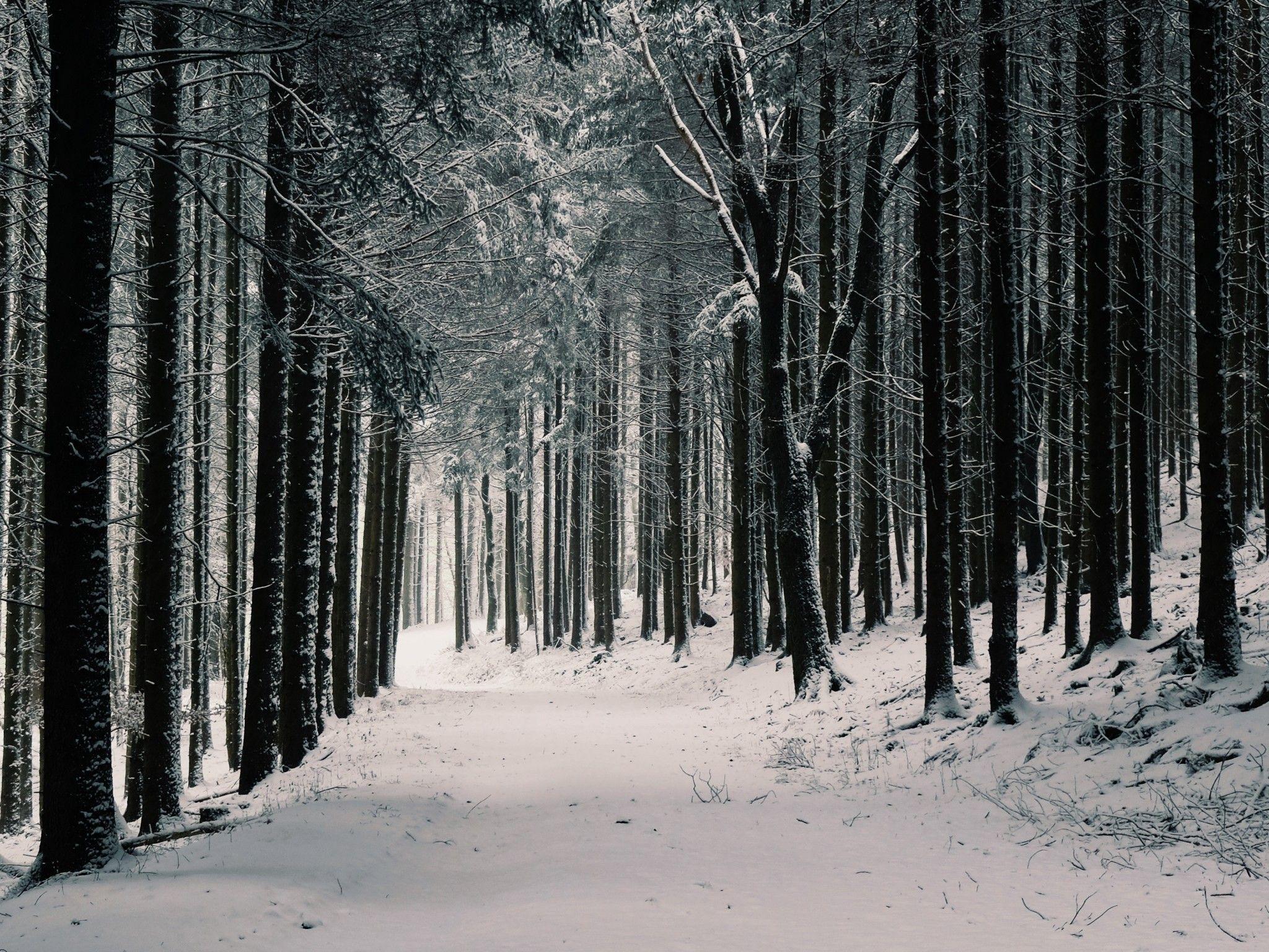 2048x1536 Download 2048x1536 Winter, Forest, Snow, Path, Trees Wallpaper