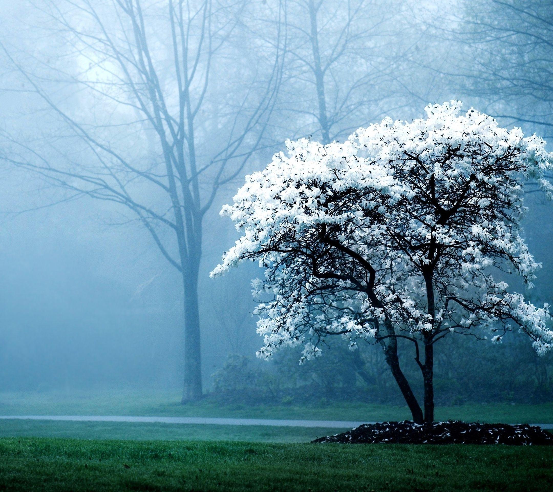 2160x1920 Photography Park (2160x1920) Wallpaper