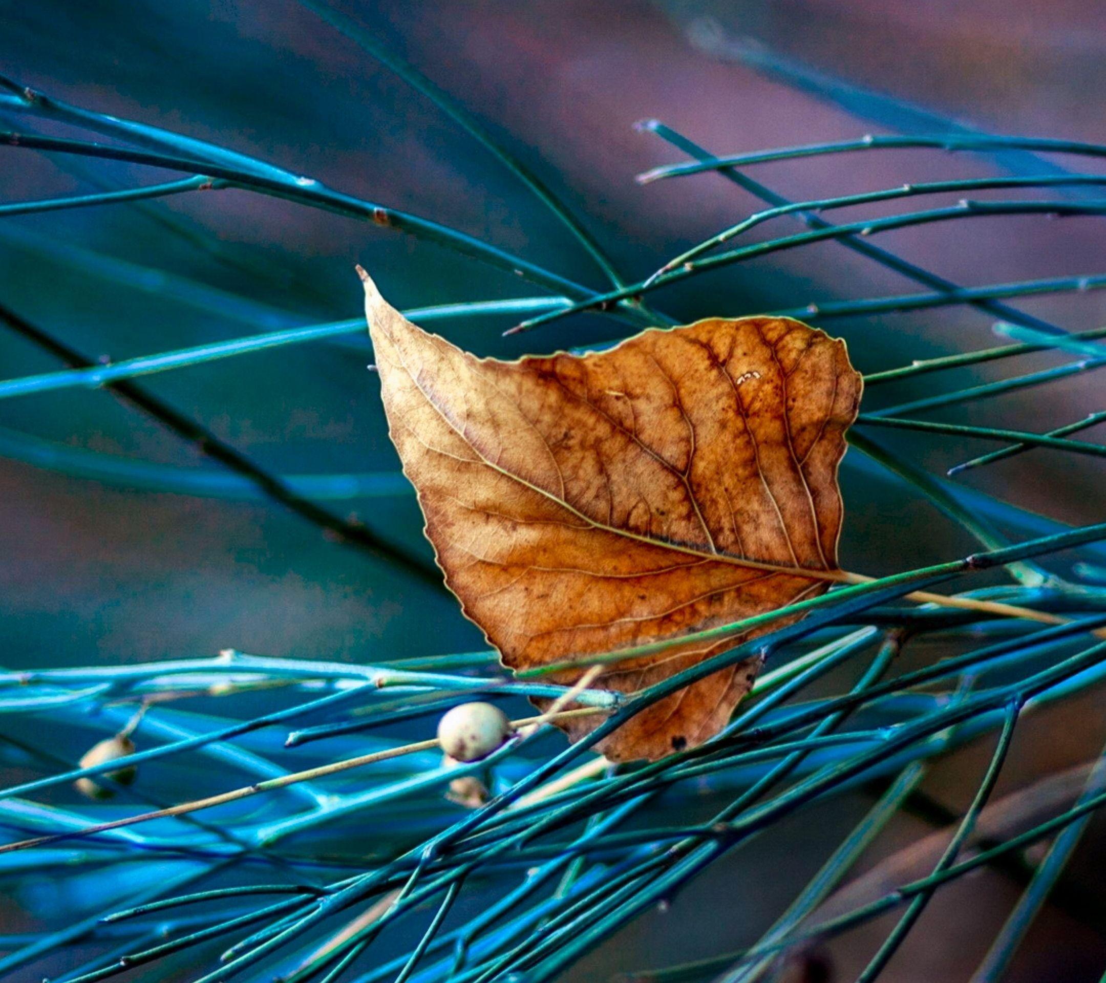 2160x1920 Earth Leaf (2160x1920) Wallpaper