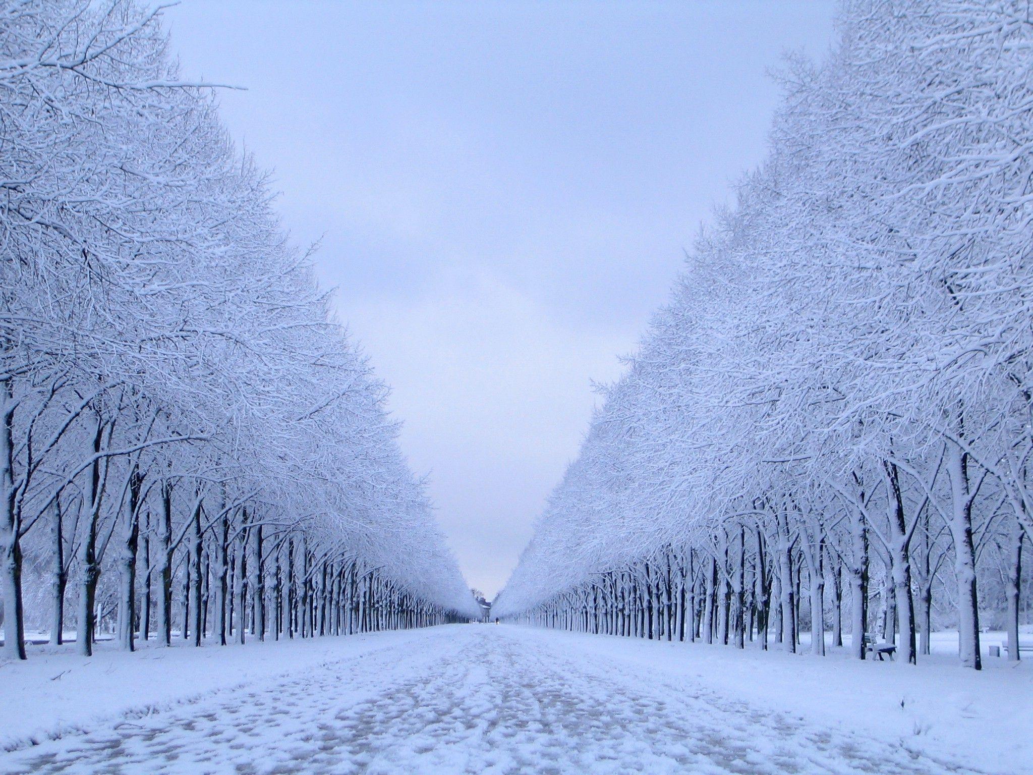 2048x1536 nature, Snow, Trees, Winter, Landscape Wallpaper HD / Desktop