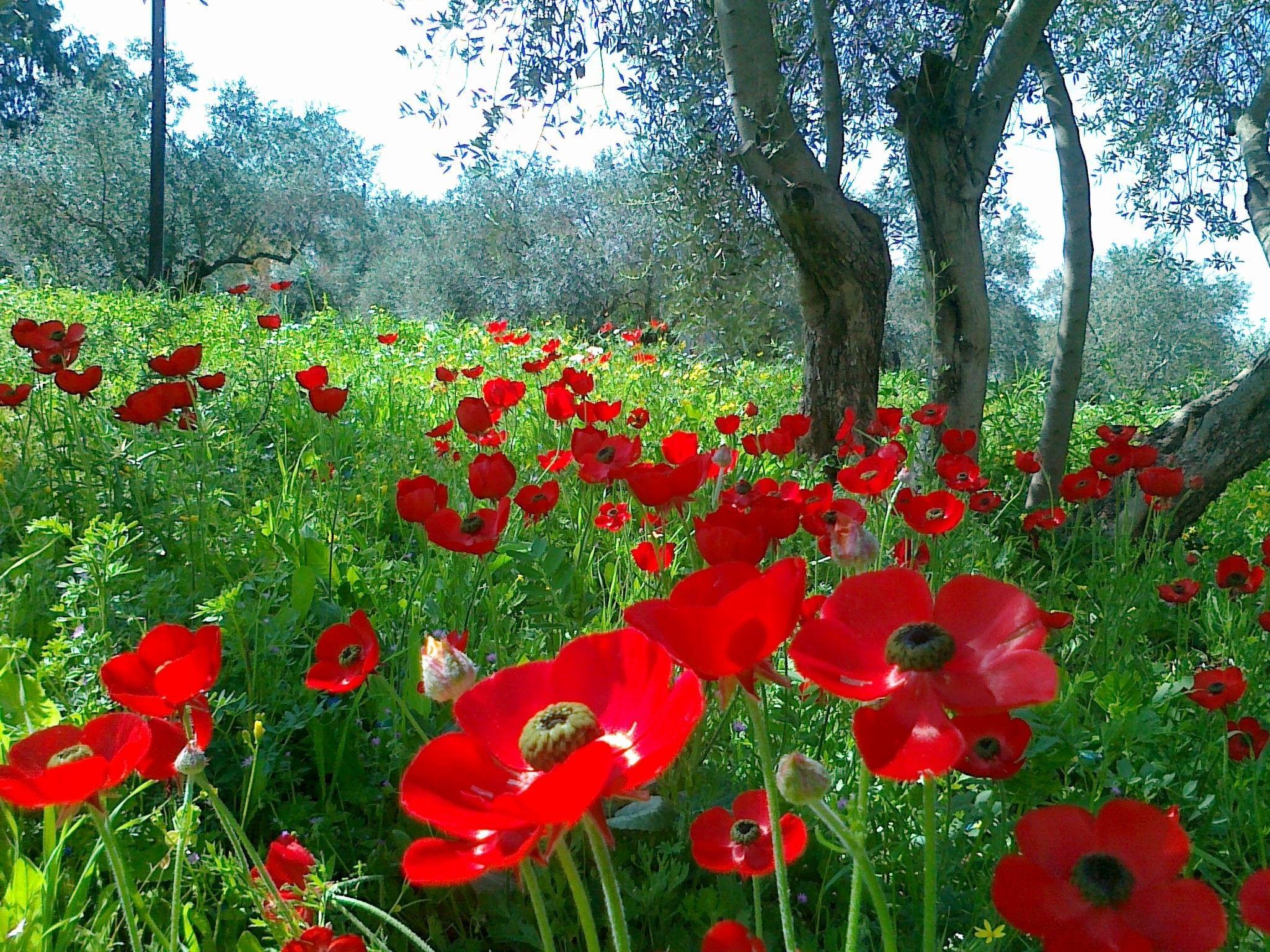 2048x1536 Beautiful Nature wallpaperDownload free full HD wallpaper