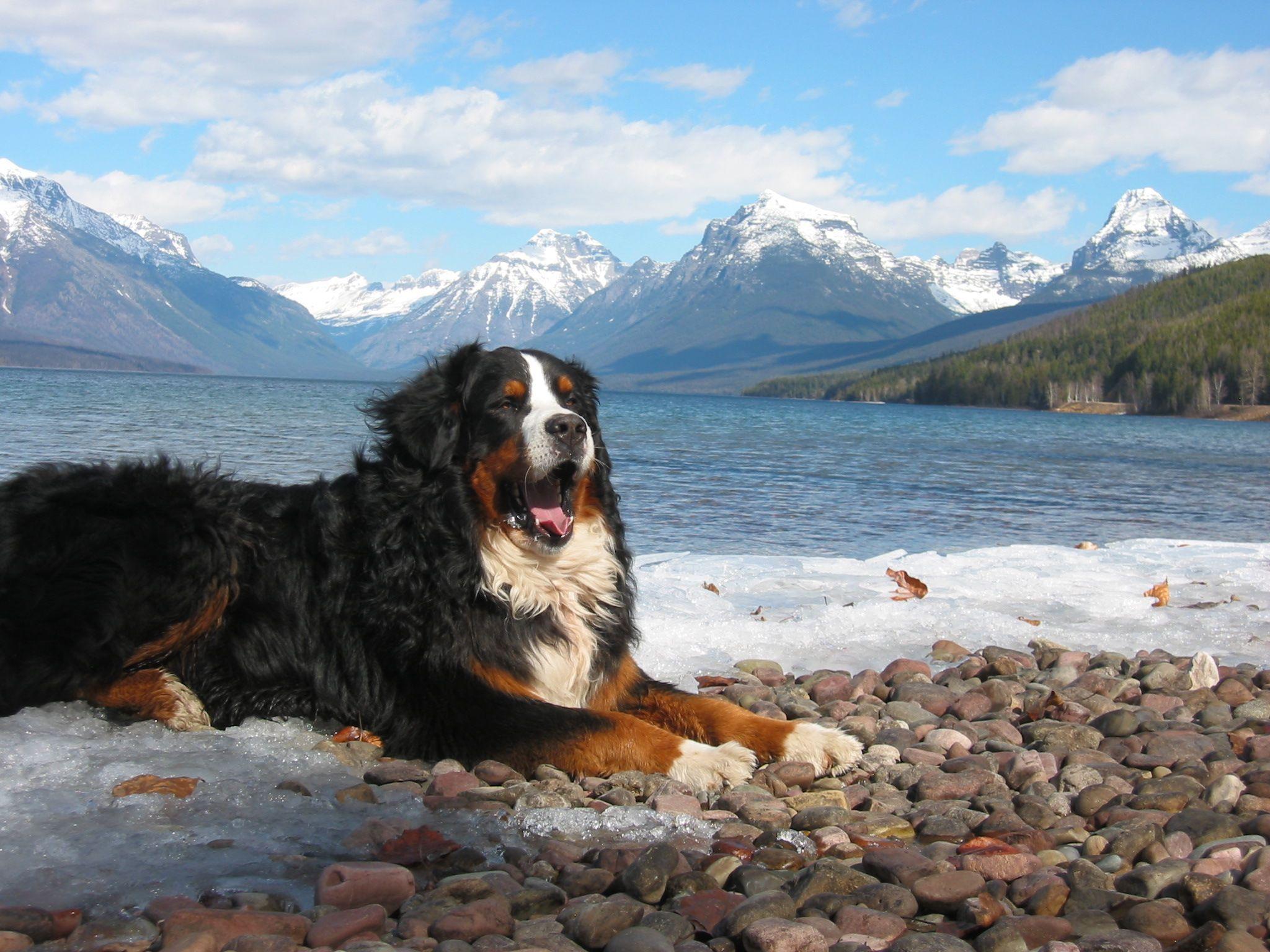 2048x1536 Bernese Mountain Dog HD Wallpaper. Background Imagex1536