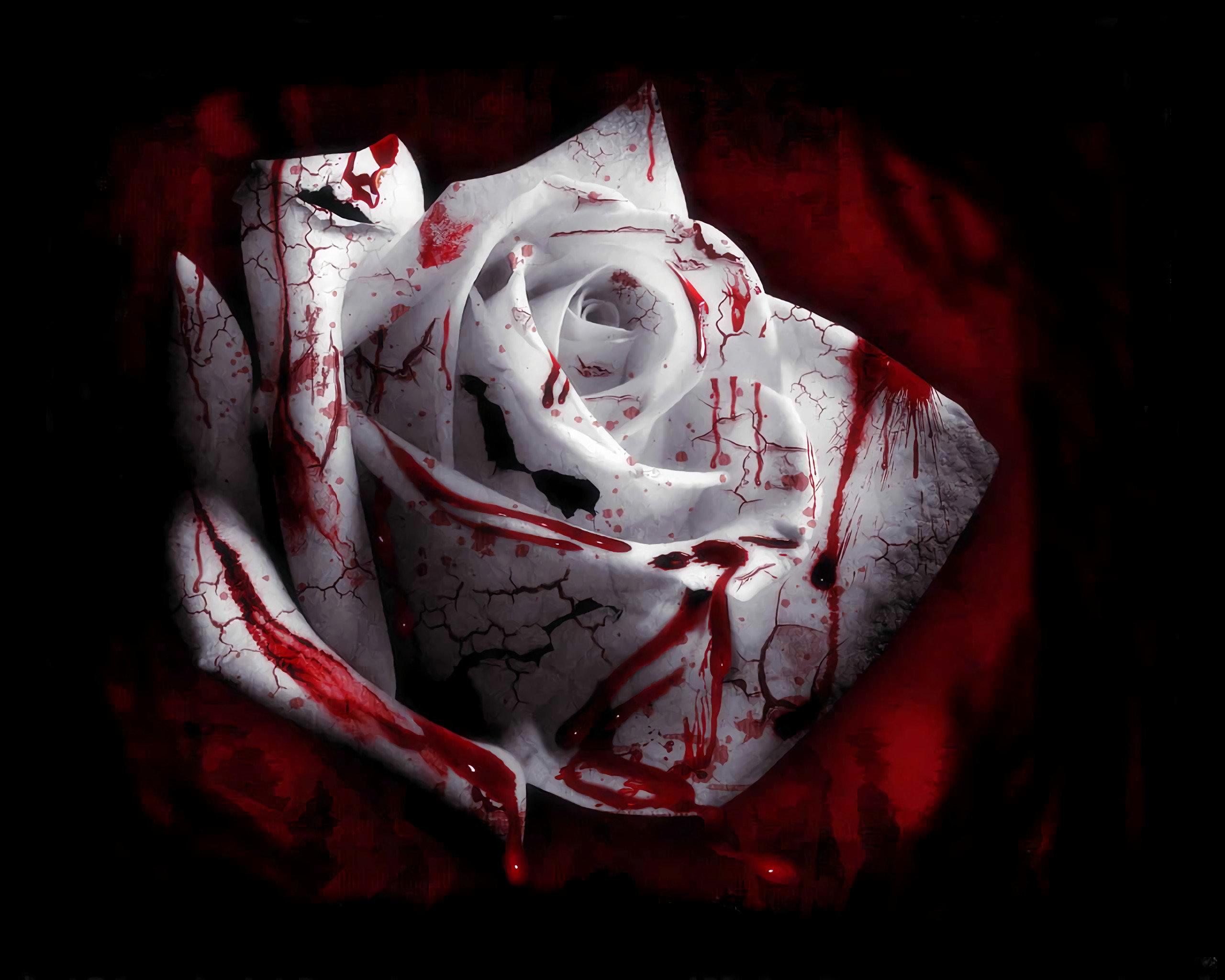 2560x2048 wallpaper, HD desktop background