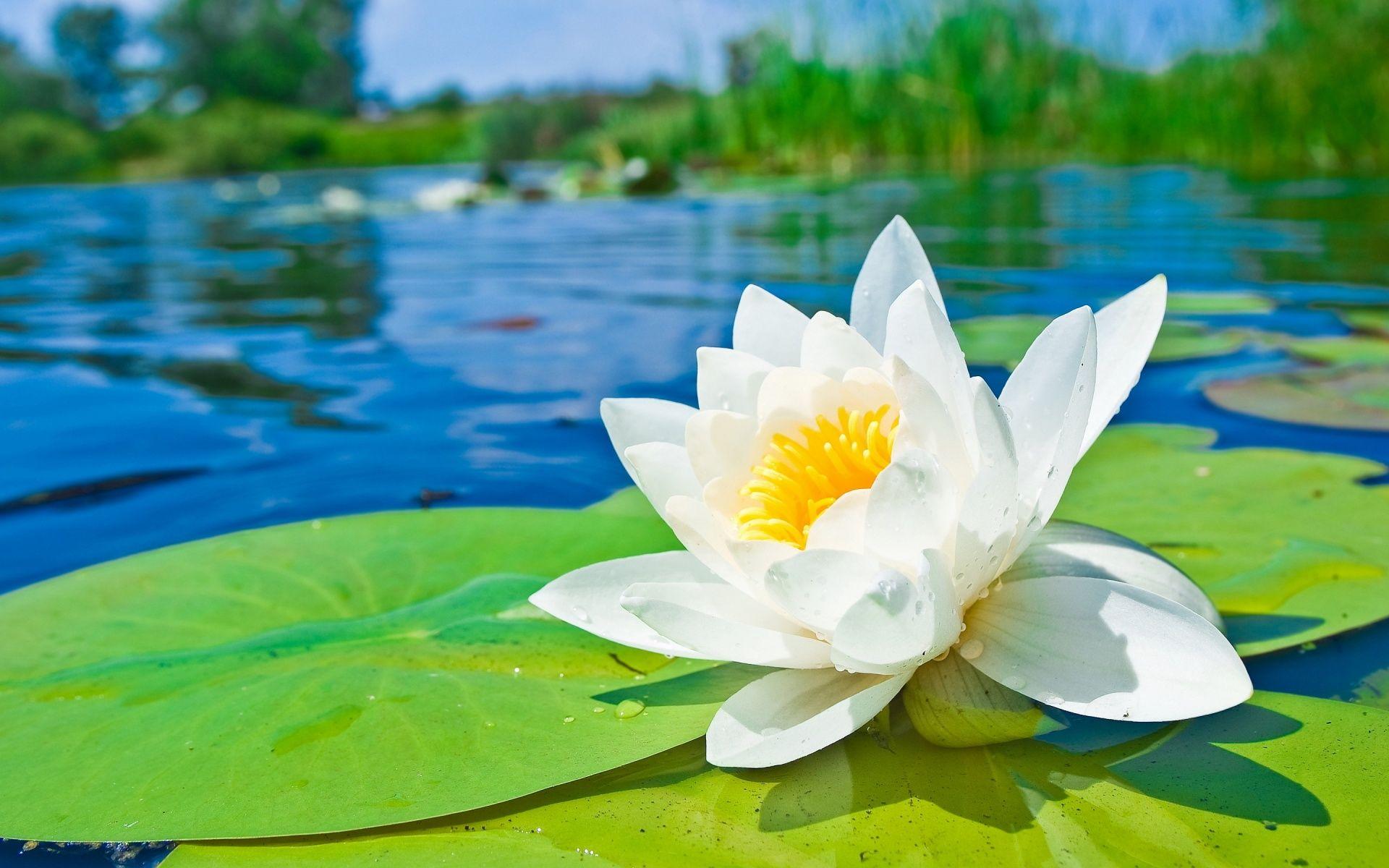 1920x1200 Free HD Wallpaper 1920x1200