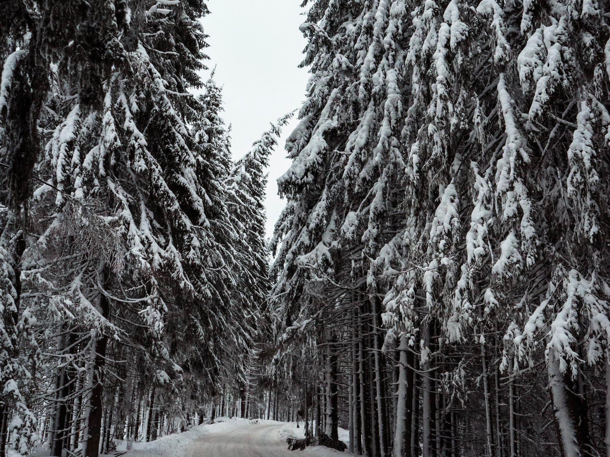 2048x1536 Download 2048x1536 Winter, Forest, Road, Snow, Frost, Trees