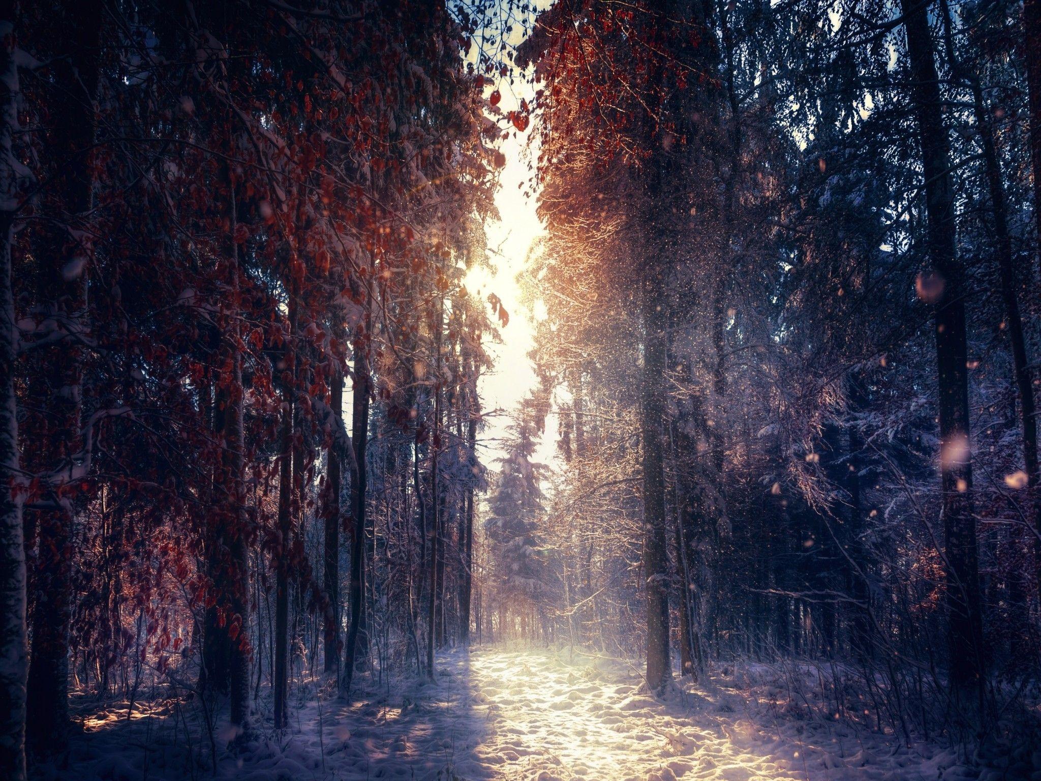 2048x1536 4K Winter Wallpaper