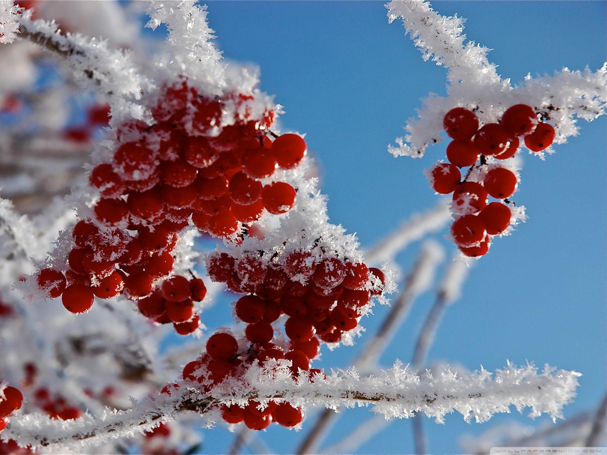 2048x1536 Free Winter, HD Wallpaper & background Download