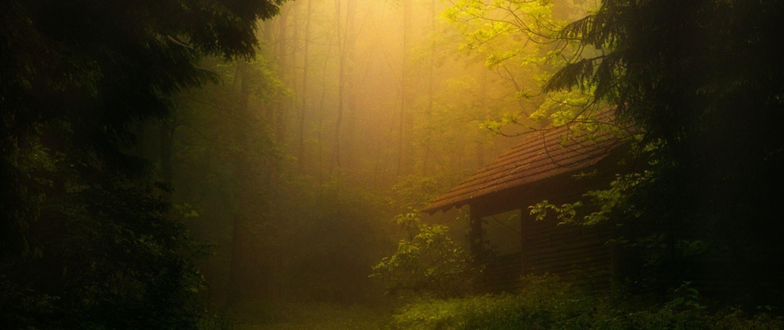 2560x1080 Wallpaper fog, trees, forest, thicket. Nature wallpaper