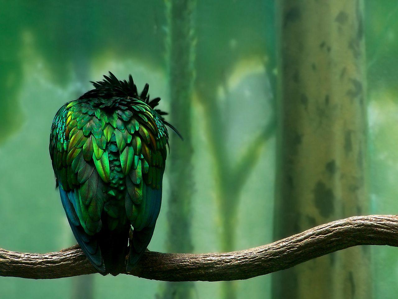 1280x960 Green Wallpaper 1280x960