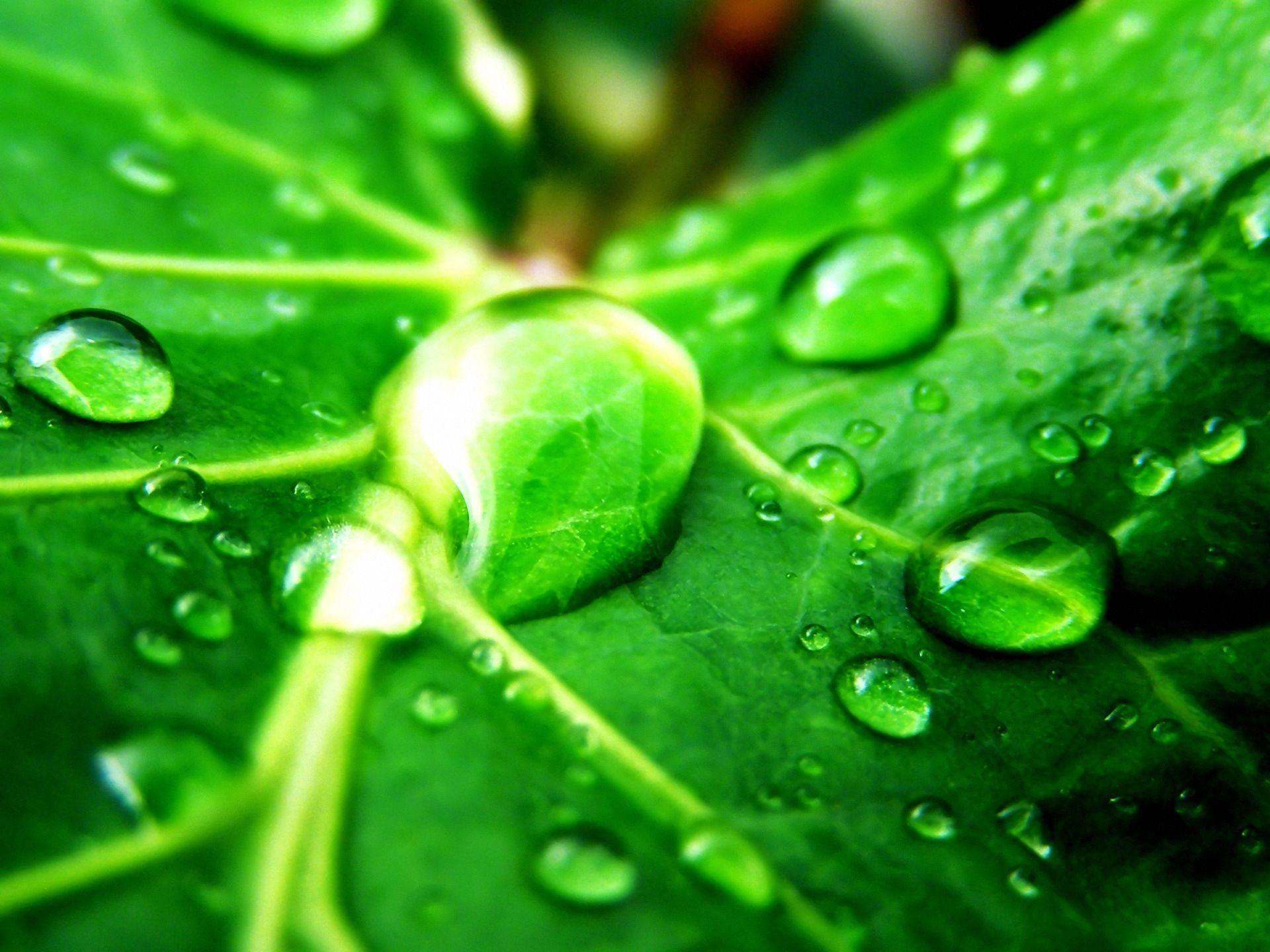 1920x1440 Green Nature Wallpaper Drops On Leaves Wallpaper