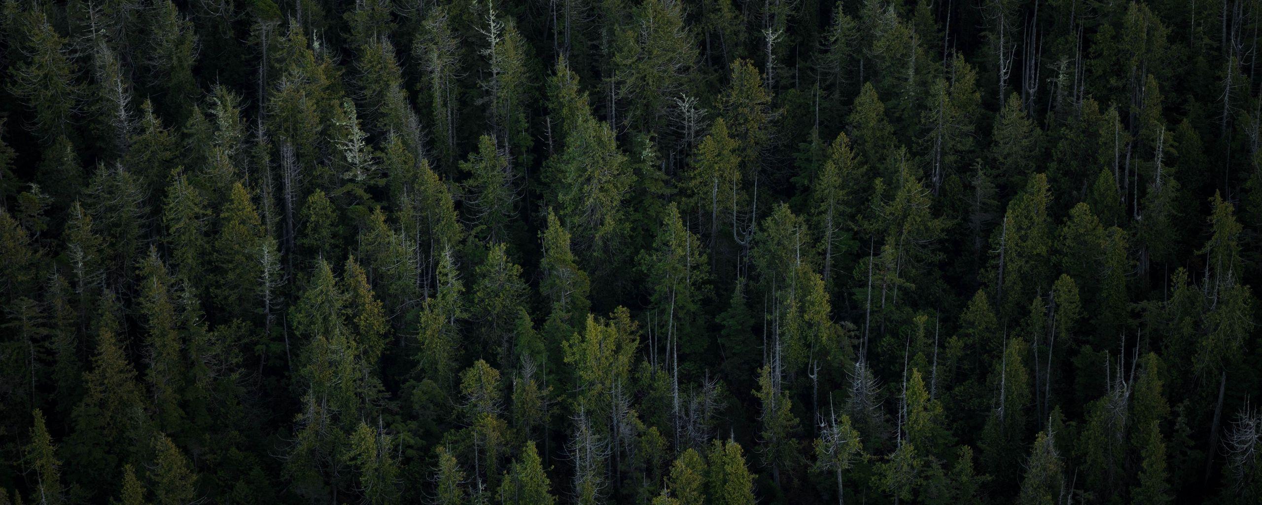 2560x1024 Download wallpaper 2560x1024 trees, top view, forest ultrawide