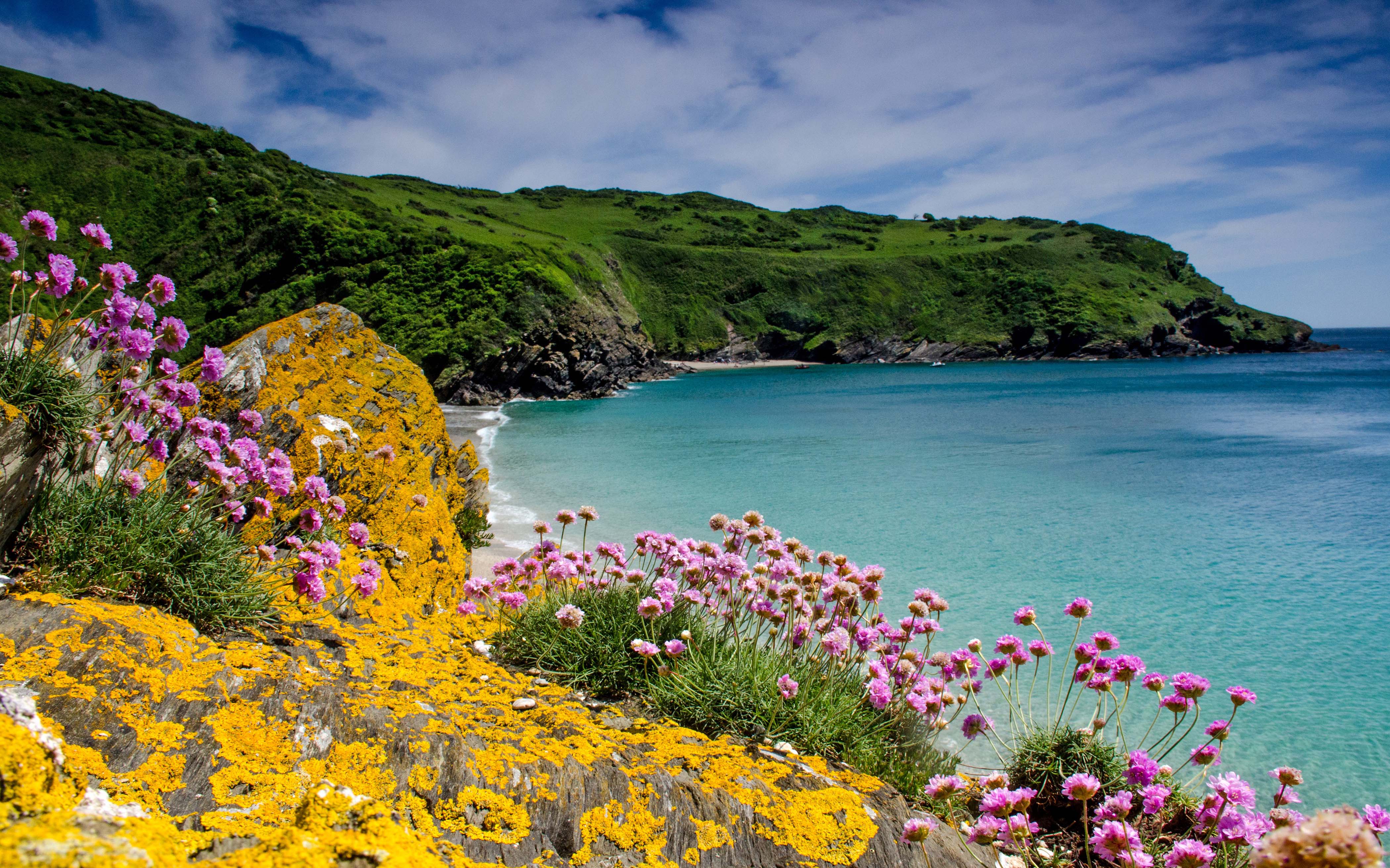 4200x2625 Cornwall Uk Sea Rocks Coast Flowers Landscape Photo HD Wallpaper