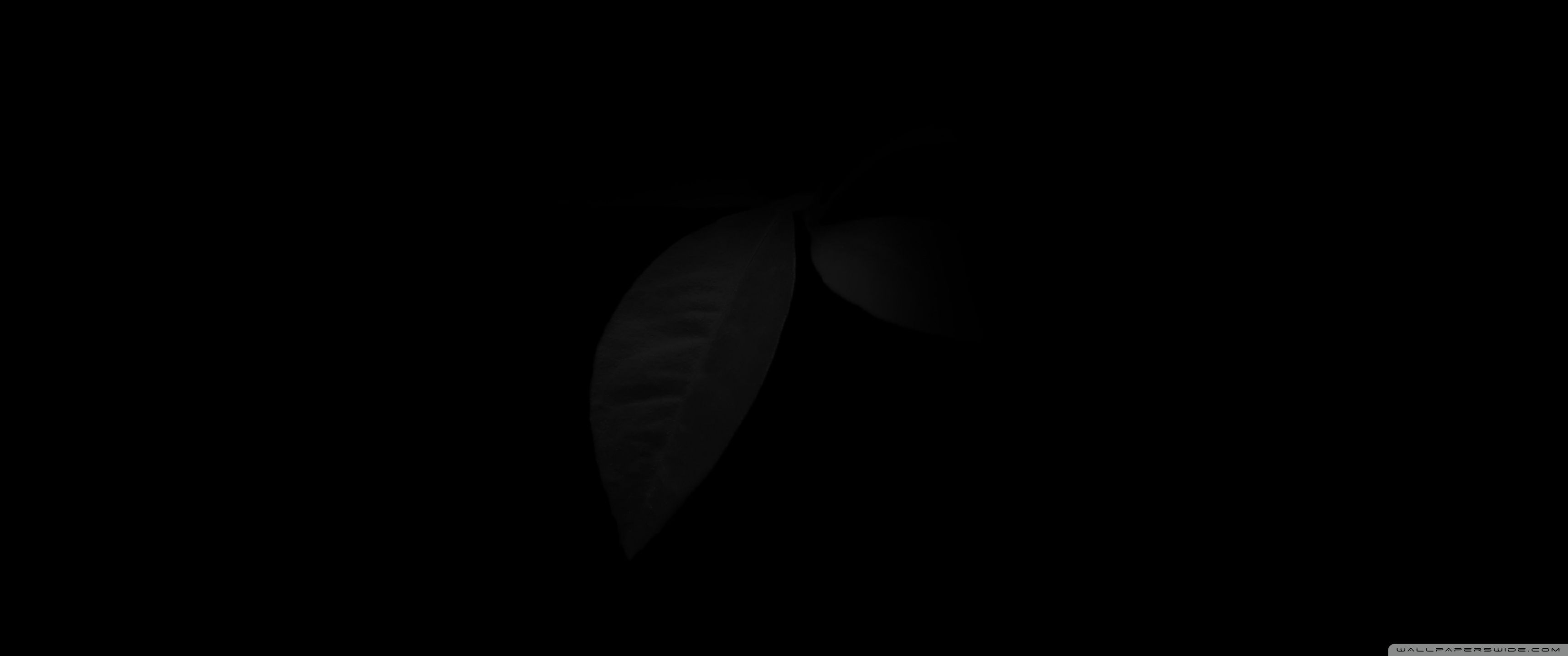 3440x1440 Leaf in Black 4K UHD Wallpaper for UltraHD Desktop and TV : Widescreen and UltraWide Display
