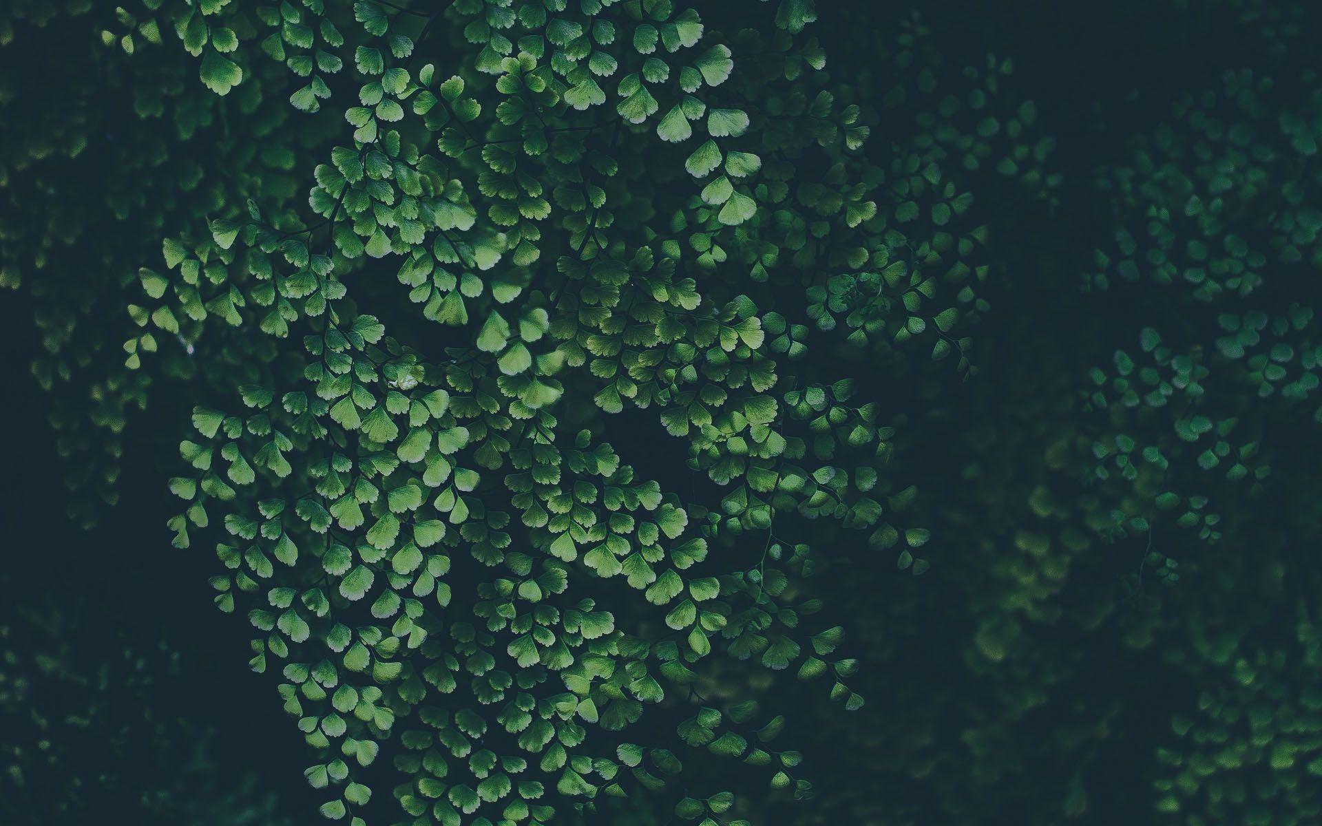 1920x1200 Blur Green Plant HD wallpaper. Plant wallpaper, Green plants, Green leaves