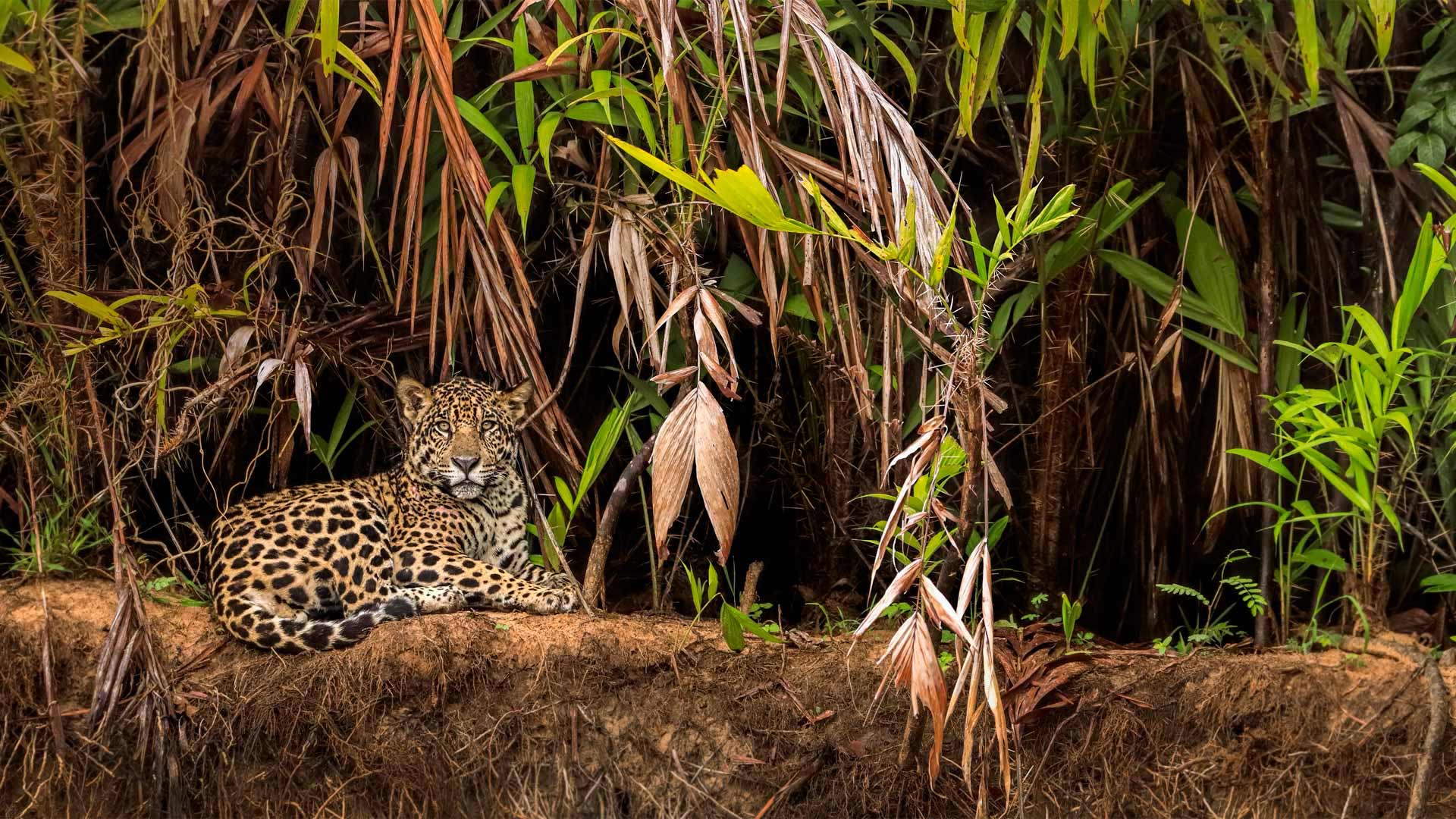 1920x1080 Bing image: Jaguar in the Pantanal wetlands Wallpaper Gallery