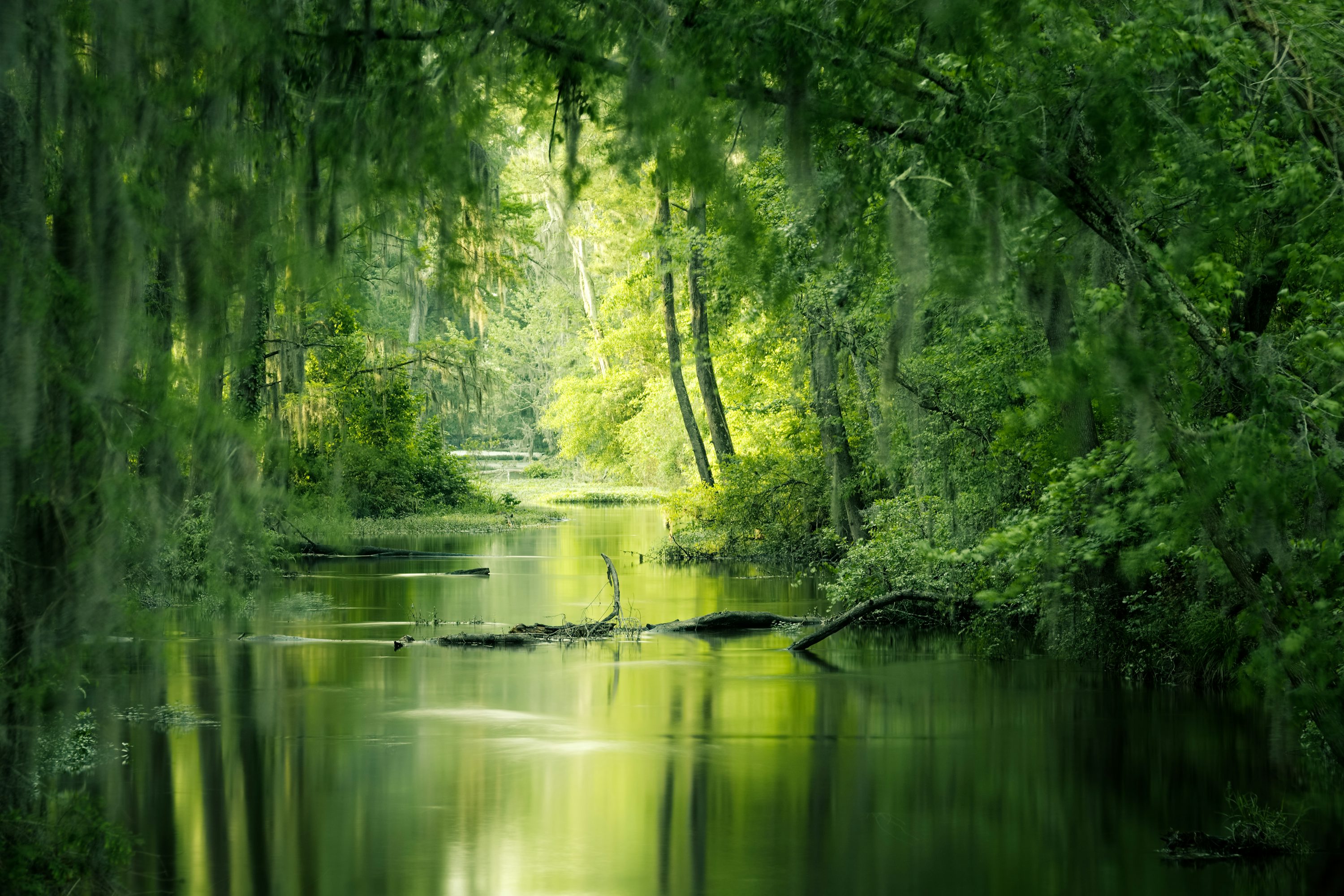 3000x2000 Pantanal Picture. Download Free Image