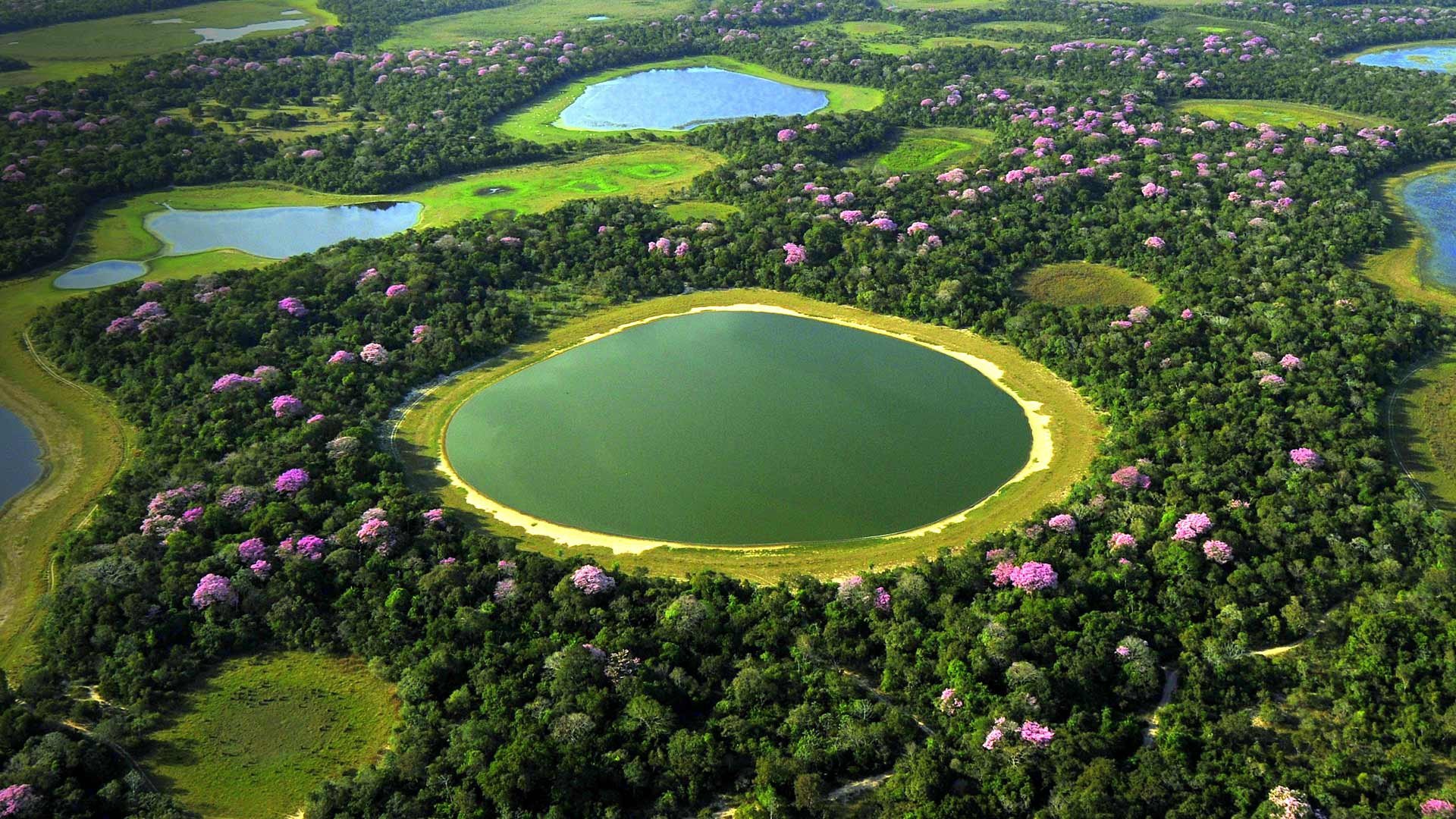 1920x1080 Wallpaper lake, swamp, Brazil, flowering, The Pantanal for mobile and desktop, section природа, resolution 1920x1080