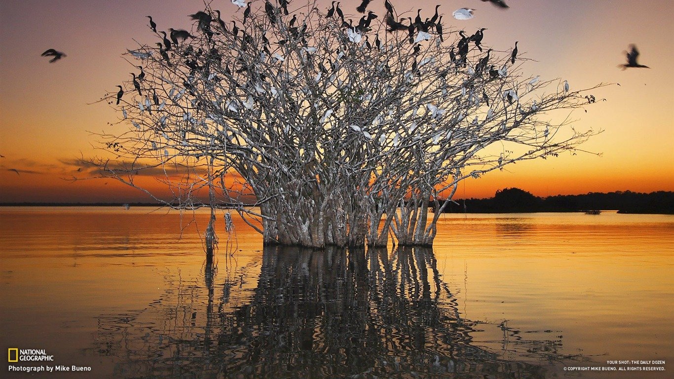 1366x768 Pantanal Wetlands Of The Birds National Geographic Photo Of The Day