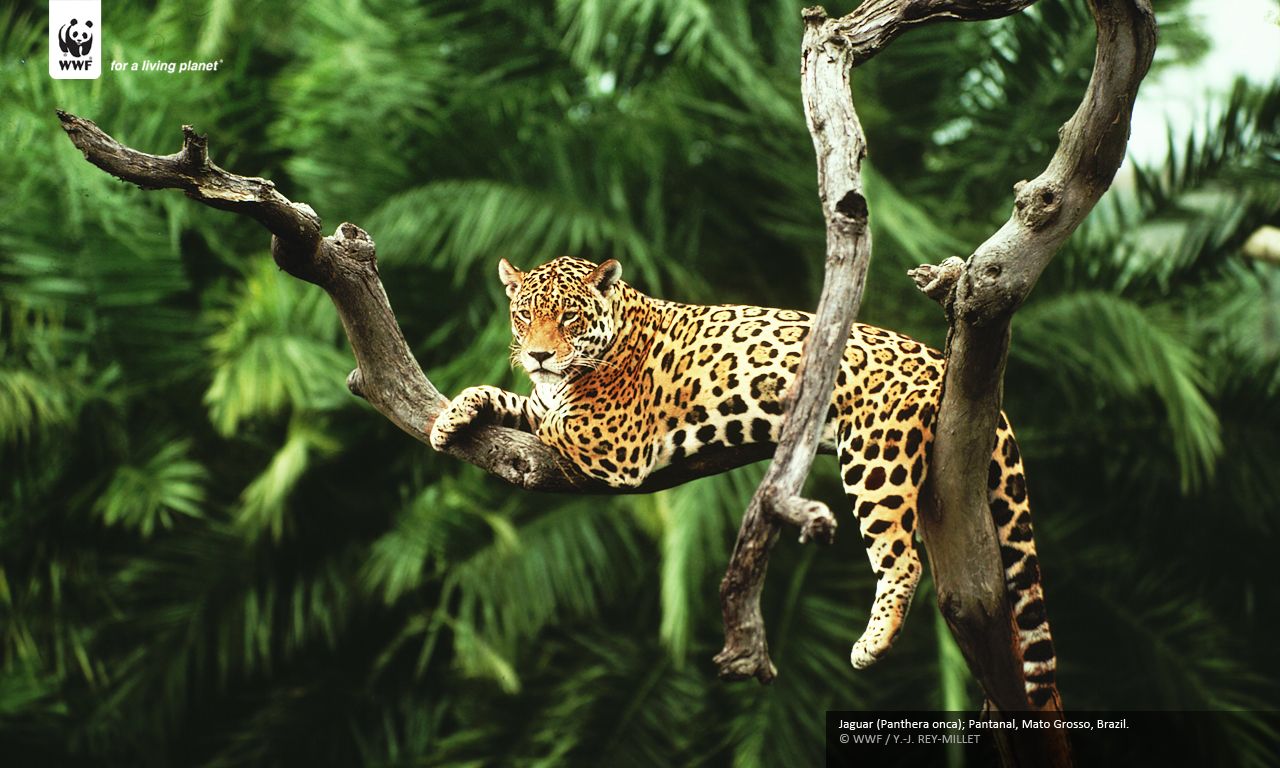 1280x768 Pantanal Wallpaper